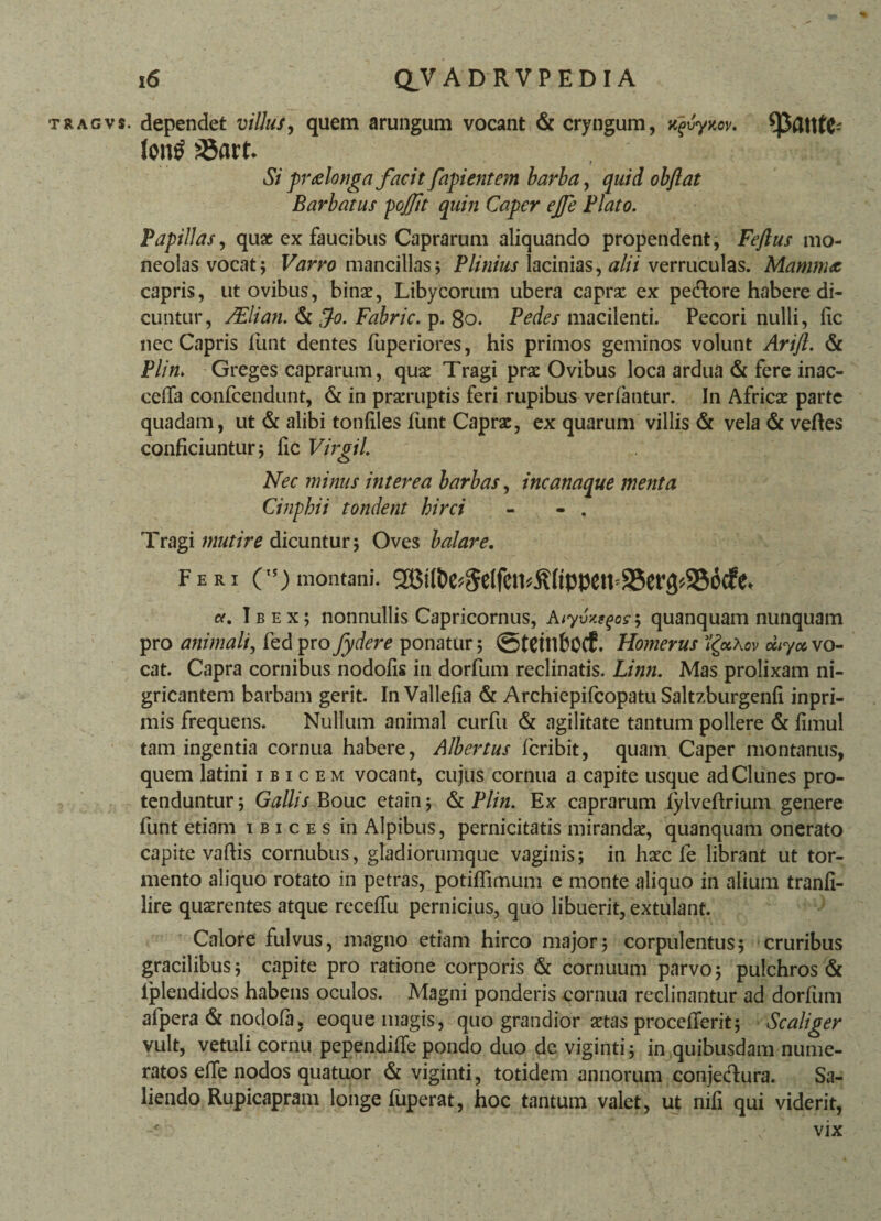 tragvs. dependet villus, quem arungum vocant & cryngum, tCfyy.cv. lontf :®art Sipraelonga facit fapientem barba, quid obflat Barbatus pojfit quin Caper ejfe Flato. Papillas, quae ex faucibus Caprarum aliquando propendent, Fejlus mo- neolas vocat; Varro mancillas; Plinius lacinias, alii verruculas. Mamma capris, ut ovibus, binae, Libycorum ubera caprae ex pedlore habere di¬ cuntur, /Elian. & fo- Fabric. p. 80. Pedes macilenti. Pecori nulli, fic nec Capris funt dentes fuperiores, his primos geminos volunt Arifl. & Plin. Greges caprarum, quae Tragi prae Ovibus loca ardua & fere inac- ceffa confcendunt, <5t in praeruptis feri rupibus verfantur. In Africae parte quadam, ut & alibi tonfiles funt Caprae, ex quarum villis & vela & veftes conficiuntur; fic Virgil. Nec minus interea barbas, incanaque menta Cinphii tondent hirci - - . Tragi mutire dicuntur; Oves balare. Feri (15) montani. sa3iU»e^elfcn^fippciva5cf3«S56cfe, Ibex; nonnullis Capricornus, Alyvy^o?', quanquam nunquam pro animali, fed pro fydere ponatur; ©tCtllbCCf. Homerus i&Kov cctyoc, vo¬ cat. Capra cornibus nodofis in dorfum reclinatis. Linn. Mas prolixam ni¬ gricantem barbam gerit. In Vallefia & Archiepifcopatu Saltzburgenfi inpri- mis frequens. Nullum animal curfu & agilitate tantum pollere & fimul tam ingentia cornua habere, Albertus fcribit, quam Caper montanus, quem latini ibicem vocant, cujus cornua a capite usque ad Clunes pro¬ tenduntur; Gallis Bouc etain; & Plin. Ex caprarum lylvedrium genere funt etiam ibices in Alpibus, pernicitatis mirandae, quanquam onerato capite vadis cornubus, gladiorumque vaginis; in haec fe librant ut tor¬ mento aliquo rotato in petras, potiffimum e monte aliquo in alium tranfi- lire quaerentes atque receffu pernicius, quo libuerit, extulant. Calore fulvus, magno etiam hirco major; corpulentus; cruribus gracilibus; capite pro ratione corporis & cornuum parvo; pulchros & fplendidos habens oculos. Magni ponderis cornua reclinantur ad dorfum afpera & nodofa, eoque magis, quo grandior aetas procefferit; Scaliger vult, vetuli cornu pependiffe pondo duo de viginti; in quibusdam nume¬ ratos effe nodos quatuor & viginti, totidem annorum conjecdura. Sa¬ liendo Rupicapram longe fuperat, hoc tantum valet, ut nifi qui viderit, vix