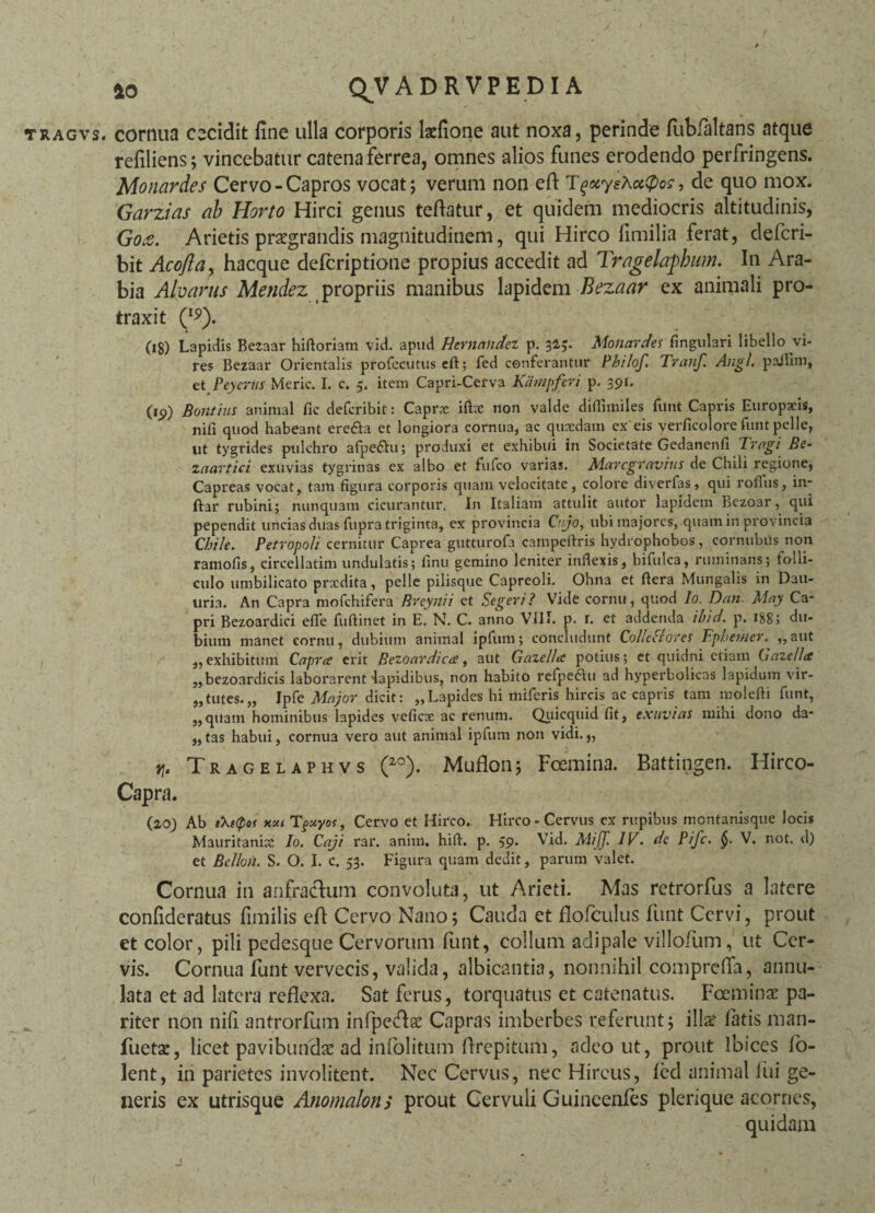 tragvs. cornua cecidit fine ulla corporis kfione aut noxa, perinde fubfaltans atque refiliens; vincebatur catena ferrea, omnes alios funes erodendo perfringens. Monardes Cervo-Capros vocat; verum non efi T gxysAocCpos, de quo mox. Garzias ab Horto Hirci genus teflatur, et quidem mediocris altitudinis, Goz. Arietis praegrandis magnitudinem, qui Hirco fimilia ferat, defcri- bit Acofta, hacque defcriptione propius accedit ad Tragelaphum. In Ara¬ bia Alvarus Mendez propriis manibus lapidem Bezaar ex animali pro¬ traxit (15>). (ig) Lapidis Bezaar hiftoriam vid. apud Hernahdez p. 32.5. Monardes lingulari libello vi¬ res Bezaar Orientalis profecti tus cft; fed conferantur Philof. Tranf. Angi. paJlim, et Peyerus Meric. I. c. 5. item Capri-Cefva Kdmpferi p. 391. (19) Botltius animal fic defcribit: Capras ifbc non valde diflimiles funt Capris Europaeis, nifi quod habeant ere&a et longiora cornua, ac quaedam ex eis verficolore funt pelle, ut tygrides pulchro afpedlu; produxi et exhibui in Societate Gedanenlx Tragi Be- laartici exuvias tygrinas ex albo et fufeo varias. Marcgravius de Chtli regione, Capreas vocat, tam figura corporis quam velocitate, colore diverfas, qui rodus, in- ftar rubini; nunquam cicurantur. In Italiam attulit autor lapidem Bezoar, qui pependit uncias duas fupra triginta, ex provincia Cvjo, ubi majores, quam in provincia Chi/e. Petropoli cernitur Caprea gutturofa campeftris hydrophobos, cornubiis non ramofis, circellatim undulatis; finu gemino leniter inflexis, bifulca, ruminans; tolli- culo umbilicato pnedita, pelle pilisque Capreoli. Ohna et ftera Mungalis in Dau- uria. An Capra mofchifera Breynii et degeri I Vide cornu, quod Io. Dan May Ca¬ pri Bezoardici efle fuftinet in E. N. C. anno VIII. p. r. et addenda ibid. p. 188; du¬ bium manet cornu, dubium animal ipfum; concludunt Colle flores Tphemev. „aut ,, exhibitum Capra erit Bezoardica, aut Gazella potius; et quidni etiam Gaze/la „bezoardicis laborarent Iapidibus, non habito refpeau ad hyperbolicas lapidum vir¬ tutes.,, Ipfe Major dicit: „Lapides hi miferis hircis ac capris tam molefti funt, „quam hominibus lapides veficx ac renum. Qiiicquid fit, exuvias mihi dono da- „ tas habui, cornua vero aut animal ipfum non vidi. „ jj. Tragelaphvs (2°). Muflon; Foemina. Battingen. Hirco- Capra. (2,0) Ab t\«pos xxi Tgxyos, Cervo et Hirco. Hirco-Cervus cx rupibus montanisque locis Mauritanisc Io. Caji rar. anim. hift. p. 59. Vid. Miff. IV. de Pifc. V. not. d) et Belloii. S. O. I. c. 53. Figura quam dedit, parum valet. Cornua in anfractum convoluta, ut Arieti. Mas retrorfus a latere confideratus fimilis efi: Cervo Nano; Cauda et flofculus funt Cervi, prout et color, pili pedesque Cervorum funt, collum adipale villofum, ut Cer¬ vis. Cornua funt vervecis, valida, albicantia, nonnihil comprefla, annu- lata et ad latera reflexa. Sat ferus, torquatus et catenatus. Foeminae pa¬ riter non nifi antrorfum infpecfise Capras imberbes referunt; illae latis man- fuetac, licet pavibundae ad infolitum flrepitum, adeo ut, prout Ibices fo- lent, in parietes involitent. Nec Cervus, nec Hircus, fed animal fui ge¬ neris ex utrisque Anomalon> prout Cervuli Guineenfes plerique acornes, quidam i