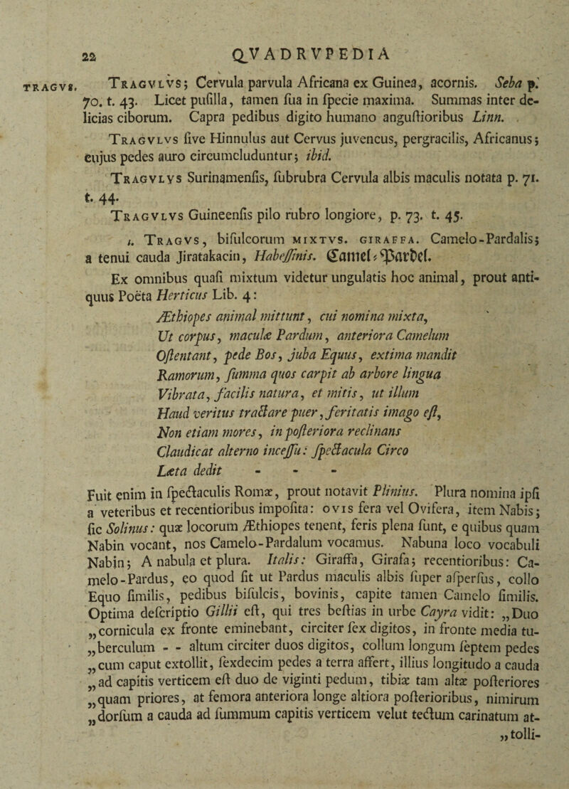 % i Tragvlvs; Cervula parvula Africana ex Guinea, acornis. Seba p.' 70. t. 43. Licet pufilla, tamen fua in fpecie maxima. Summas inter de¬ licias ciborum. Capra pedibus digito humano anguffioribus Linn. Tragvlvs live Hinnulus aut Cervus juvencus, pergracilis, Africanus; cujus pedes auro circumcluduntur; ibid. Tragvlvs Surinamenfis, fubrubra Cervula albis maculis notata p. 71. t. 44. Tragvlvs Guineenfis pilo rubro longiore, p. 73, t. 45. 1. Tragvs, bifulcorum mixtvs. giraefa. Camelo-Pardalis; a tenui cauda Jiratakacin, Habe finis, ffatlld Ex omnibus quali mixtum videtur ungulatis hoc animal, prout anti¬ quus Poeta Herticus Lib. 4: /Ethiopes animal mittunt, cui nomina mixta, Ut corpus, macula Pardum, anteriora Camelum O/lentant, pede Bos, juba Equus, extima mandit Ramorum, fumma quos carpit ab arbore lingua Vibrata, facilis natura, et mitis, utilium Haud veritus traBare puer, feritatis imago efl. Non etiam mores, inpofteriora reclinans Claudicat alterno incefu: fpeBacula Circo Laeta dedit - Fuit enim in fpe&aculis Romae, prout notavit Plinius. Plura nomina ipli a veteribus et recentioribus impolita: ovis fera vel Ovifera, item Nabis; fic Solinus: quae locorum Ethiopes tenent, feris plena funt, e quibus quam Nabin vocant, nos Camelo-Pardalum vocamus. Nabuna loco vocabuli Nabjn; A nabula et plura. Italis: Giraffa, Girafa; recentioribus: Ca¬ melo-Pardus, eo quod lit ut Pardus maculis albis fuper afperfus, collo Equo fimilis, pedibus bifulcis, bovinis, capite tamen Camelo fimilis. Optima deferiptio Gillii eli, qui tres bellias in urbe Cayra vidit: „Duo „cornicula ex fronte eminebant, circiter fex digitos, in fronte media tu¬ berculum - - altum circiter duos digitos, collum longum feptem pedes „cum caput extollit, fexdecim pedes a terra affert, illius longitudo a cauda ad capitis verticem eft duo de viginti pedum, tibiae tam altae pofteriores „quam priores, at femora anteriora longe altiora pofterioribus, nimirum „dorfum a cauda ad fummum capitis verticem velut tedum carinatum at- 5> tolli-