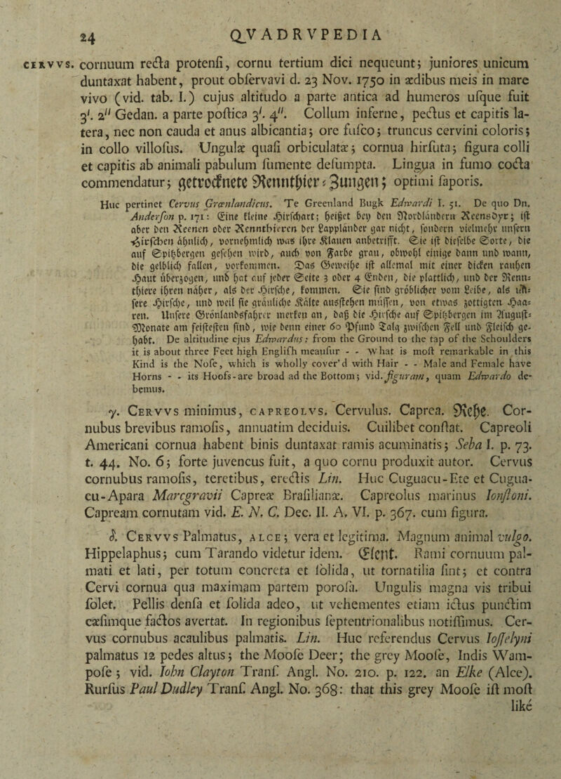 cervvs. cornuum reda protenfi, cornu tertium dici nequeunt; juniores unicum duntaxat habent, prout obfervavi d. 23 Nov. 1750 in aedibus meis in mare vivo (vid. tab. I.) cujus altitudo a parte antica ad humeros ufque fuit 3'. 2}1 Gedan. a parte pofiica 3'. 4^. Collum inferne, pedus et capitis la¬ tera , nec non cauda et anus albicantia; ore fufco; truncus cervini coloris; in collo villofus. Ungulae quali orbiculatae; cornua hirfuta; figura colli et capitis ab animali pabulum fumente defumpta. Lingua in fumo coda commendatur; flCtVOCfnete i 3ungen; optimi faporis. Huc pertinet Cervus Grcenlandicus. Te Greenland Bugk Edrvardi I. 51. De quo Dn. Anderfon p. 171: Sine fleine ^)irfcf)nrt; [)et§ct 6 et; fcen Sftovblonbem ; tft akt beti Keenert ober 2?ennthieren bei* Sapplatibei’ gar nid;t, fonbern vielmeljv uttfero ■^irfdKU al;ttltd), porneljmltcf) roas it)fe ^lauen atibetrifft. ©ie tft btefelbe ©oite, bie auf ©ptfc&ergeti gefeljen nnrb, aud> poti #ar&e grati, obtpol;! citiige batiti utib tpatttt, ble gelblid) fallett, ppvfommcti. S>a<> ©eipeif;e tft allental mit citier bicten rauf;eti Jpaut uberjogen, utib f;at auf jeber ©cite 3 ober 4 Snbeti, bie plattlid), utib ber Sientu tf)iere if>ren tid^er, ate ber Jptrfclje, fommen. ©ie ftttb gtbbiic^er vont £eibe, a($ itTu fere dpii-fd^, utib tPcil fie grduUd;e $a(te augfte^en muffen, poti ettvas jottigten Ji>aa: reti. Utifere ©v6nlanbe;faf;ca' ttierfett an, bajj bie .$iifdje auf ©pifibcrgcn ini ?l’ugufD «Stonate am feiftefteu fttib, tvie bettn einer 60 ^funb $a(g $tvifd)eti $ell utib ftleifd) ge- fiabt. De altitudine ejus Edruardus: from the Ground to the tap of the Schoulders it is about three Feet high Englifh meaufur - - \vhat is moft remarkable in this Kind is the Nofe, which is wholly cover’d with Hair - - Male and Female have Horns - - its Hoofs-are broad adtheBottom; vid. Jiguram, quam Edrpardo de- / bemu?. y. Cervvs minimus, capreolvs, Cervulus. Caprea. 9?ef)C. Cor- nubus brevibus ramolis, annuatim deciduis. Cuilibet confiat. Capreoli Americani cornua habent binis duntaxat ramis acuminatis; Seba I. p. 73. t. 44. No. 6; forte juvencus fuit, a quo cornu produxit autor. Cervus cornubus ramolis, teretibus, eredis Lin. Huc Cuguacu-Ete et Cugua- cu-Apara Marcgravii Capreae Bralilianae. Capreolus marinus lonftoni. Capream cornutam vid, E. N;, C. Dec. II. A, VI. p. 367. cum figura. £ Cervvs Palmatus, alce; vera et legitima. Magnum animal vulgo. Hippelaphus; cum Tarando videtur idem. ©CJlL Rami cornuum pal¬ mati et lati, per totum concreta et lolida, ut tornatilia fint; et contra Cervi cornua qua maximam partem porola. Ungulis magna vis tribui folet. Pellis denfa et folida adeo, ut vehementes etiam idus pundim cadimque fados avertat. In regionibus feptentrionalibus notifiimus. Cer¬ vus cornubus acaulibus palmatis. Lin. Huc referendus Cervus JoJJelyni palmatus 12 pedes altus; the Moofe Deer; the grey Moofe, Indis Wam- pofe; vid. John Clayton Tranfi Angi. No. 210. p. 122. an Elke (Alce). Rurfus Paul Dudley Tranfi Angi. No. 368: that this grey Moofe ift mofi like