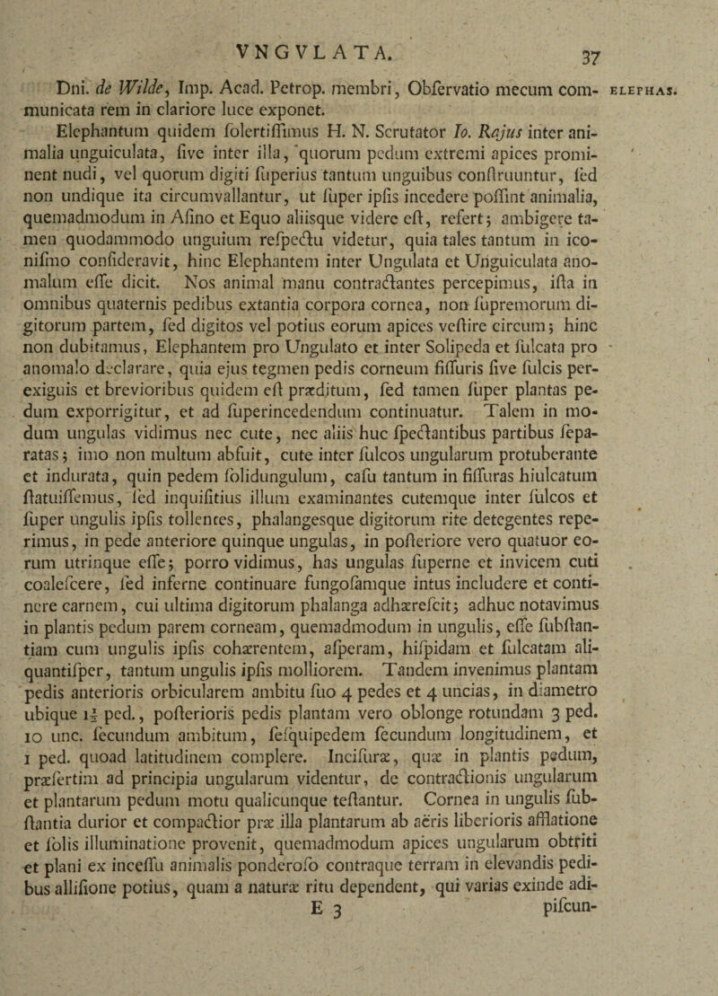 Dni. de Wilde, Imp. Acad. Pctrop. membri, Obfervatio mecum com- elephas. municata rem in clariore luce exponet. Elephantum quidem folertiflimus H. N. Scrutator Io. Rcjus inter ani¬ malia unguiculata, five inter illa, 'quorum pedum extremi apices promi¬ nent nudi, vel quorum digiti fuperius tantum unguibus congruuntur, fed non undique ita circumvallantur, ut fuper ipfis incedere poflint animalia, quemadmodum in Afino et Equo aliisque videre eft, refert; ambigere ta¬ men quodammodo unguium refpedu videtur, quia tales tantum in ico- nifmo confideravit, hinc Elephantem inter Ungulata et Unguiculata ano- malum effe dicit. Nos animal manu contradantes percepimus, ifta in omnibus quaternis pedibus extantia corpora cornea, non fupremorum di¬ gitorum partem, fed digitos vel potius eorum apices veftire circum; hinc non dubitamus, Elephantem pro Ungulato et inter Solipeda et fulcata pro - anomalo declarare, quia ejus tegmen pedis corneum fiffuris five fulcis per¬ exiguis et brevioribus quidem eft pradjtum, fed tamen fuper plantas pe¬ dum exporrigitur, et ad fuperincedendum continuatur. Talem in mo¬ dum ungulas vidimus nec cute, nec aliis huc fpedantibus partibus fepa- ratas; imo non multum abfuit, cute inter fulcos ungularum protuberante ct indurata, quin pedem folidungulum, cafu tantum in fiffuras hiulcatum flatuiffemus, led inquifitius illum examinantes cutemque inter fulcos et fuper ungulis ipfis tollentes, phalangesque digitorum rite detegentes repe- rimus, in pede anteriore quinque ungulas, in pofieriore vero quatuor eo¬ rum utrinque effe; porro vidimus, has ungulas fuperne et invicem cuti coalefcere, fed inferne continuare fungofamque intus includere et conti¬ nere carnem, cui ultima digitorum phalanga aclhaerefcit; adhuc notavimus in plantis pedum parem corneam, quemadmodum in ungulis, effe fubflan- tiam cum ungulis ipfis cohaerentem, afperam, hifpidam et fulcatam ali- quantifper, tantum ungulis ipfis molliorem. Tandem invenimus plantam pedis anterioris orbicularem ambitu fuo 4 pedes et 4 uncias, in diametro ubique i| ped., poflerioris pedis plantam vero oblonge rotundam 3 ped. 10 unc. fecundum ambitum, fefquipcdern fecundum longitudinem, et 1 ped. quoad latitudinem complere. Incifura, quae in plantis pedum, prafertim ad principia ungularum videntur, de contradionis ungularum et plantarum pedum motu qualicunque teftantur. Cornea in ungulis fub- ftantia durior et compadior prae illa plantarum ab aeris liberioris afflatione et folis illuminatione provenit, quemadmodum apices ungularum obtriti et plani ex inceffu animalis ponderofo contraque terram in elevandis pedi¬ bus allifione potius, quam a natura ritu dependent, qui varias exinde adi- E 3 pifcun-