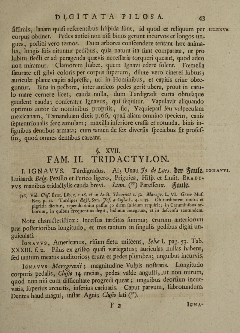 fiffimis, lanam quali referentibus hifpida funt, id quod et reliquum per silenv*. corpus obtinet. Pedes antici non nili binos gerunt incurvos et longos un¬ gues, podici vero ternos. Dum arbores conlcendere tentant haec anima¬ lia, longis fuis nituntur pedibus, quia natura ita funt comparata, ut pro lubitu fledi et ad peragenda quaevis necelfaria torqueri queant, quod adeo non miramur. Clamorem habet, quem Ignavi edere folent. Foemella faturate eft gilvi coloris per corpus fuperum, dilute vero cinerei liibtus; auriculae planae capiti adpreflfae, uti in Hominibus, et capitis crine obte¬ guntur. Bina in pedore, inter anticos pedes gerit ubera, prout in catu¬ lo mare cernere licet, cauda nulla, dum Tardigradi curta obtufaque gaudent cauda; conferatur Ignavus, qui lequitur. Vapulavit aliquando optimus autor de nominibus propriis, lic, Yzquiepatl leu vulpeculam mexicanam, Tamanduam dixit p.66, quali aliam omnino ipeciem, canis leptentrionalis fere amulam; maxilla inferiore cralfa et rotunda, binis in- lignibus dentibus armata; cum tamen de fex diverlis lpeciebus fit profef- fus, quod omnes dentibus careant. §. XVII. FAM. II. TRIDACTYLON. I. IGNAVVS. Tardigradus. Ai; Unau fio.deLaes. ignaw*. Luiaardt Belg. Pezillo etPerico ligero, Priguica, Hifp. et Lulit. Brady* fvs manibus tridadylis cauda brevi. Linn. Qs) Parelleux. gaU(C* (3<5j Vid. Cluf. Exot. Lib. c. 16. et in Au6V. Tbevenot c. 52. Marcgr. L. VI. Grerv Muf. Rcg. p. n. Tardipes Raji. Syn. Jof a Cofia L. 4. c. 3*. Ob tarditatem motus et pigritia dicitur, rependo enim pafiiis 50 diem folidum requirit; in Cacuminibus ar¬ borum , in quibus frequentius degit, biduum integrum, et in defcenfu tantundem. Notae chara&erifficae: Incefius tarditas fumma; crurum anteriorum prae pofterioribus longitudo, et tres tantum in lingulis pedibus digiti un- guic ulati. Ignavvs, Americanus, rifum fletu milcens, Seb<e I. pag. 53. Tab. XXXIII. f. 2. Pilus ex grifeo quali variegatus; auriculas nullas habens, fcd tantum meatus auditorios; crura et pedes plumbea; unguibus incurvis. Ignavvs Marcgravii; magnitudine Vulpis noftratis. Longitudo corporis pedalis, Clufio 14 uncias, pedes valde anguli i, .ut non mirum, quod non nifi cum difficultate progredi queat; unguibus deorfum incur¬ vatis, fuperius arcuatis, inferius carinatis. Caput parvum, fubrotundum. Dentes haud magni, inftar Agni; Clufio lati (37). F 2 Igna