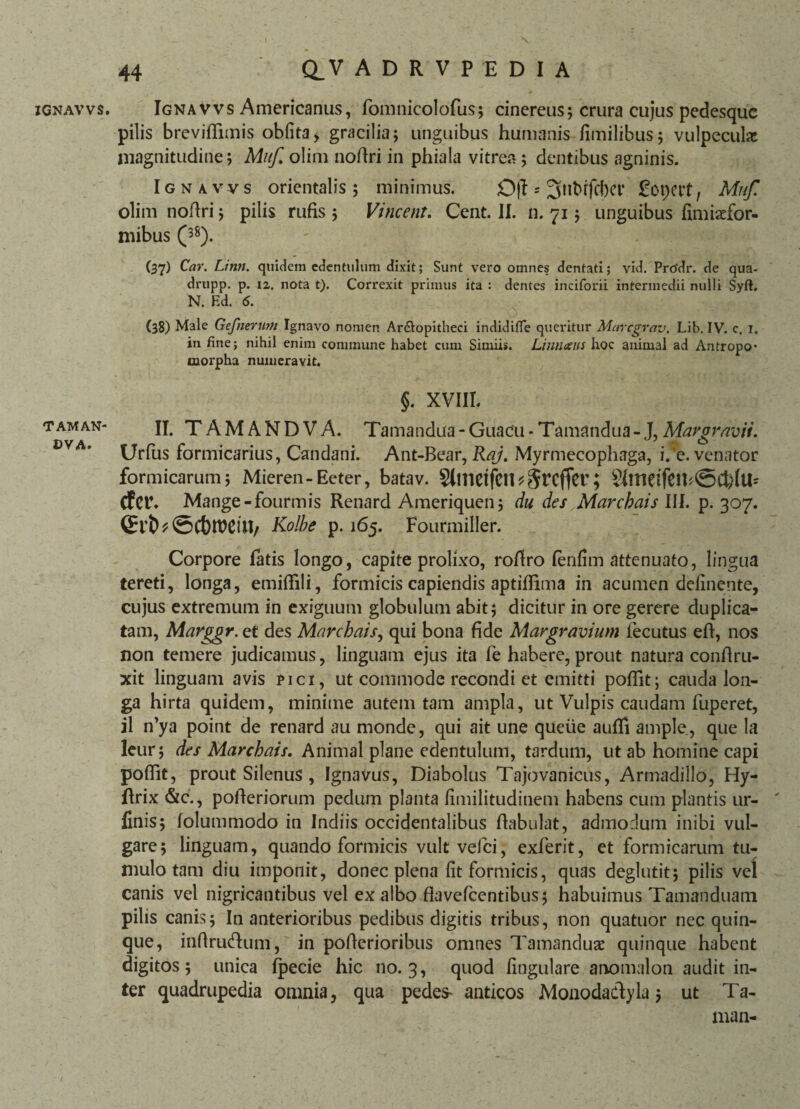 IGNAVVS. TAM AN' DVA. IgnaVvs Americanus, fomnicolofus; cinereus; crura cujus pedesque pilis breviffimis oblita> gracilia; unguibus humanis fimilibus; vulpecula: magnitudine; Muf olim noflri in phiala vitrea; dentibus agninis. Ignavvs orientalis; minimus. * 3nt>rfd)Cf £opctt, Muf. olim noflri; pilis rufis ; Vincent. Cent. II. n. 71; unguibus fimiaefor- mibus (3S). (37) Car. Linn. quidem edentulum dixit; Sunt vero omnes dentati; vid. Prodr. de qua- drupp. p. 12. nota t). Correxit primus ita : dentes inciforii intermedii nulli Syft. N. Ed. 6. (38) Male Gefnerurti Ignavo nomen Ar&opitheci indidiffe queritur Marcgrav. Lib. IV. c. i. in fine; nihil enim commune habet cum Simiis. Linnaus hoc animal ad Antropo- morpha numeravit. §. XVIII. II. T A M A N D V A. Tamandua - Guacu - Tamandua - J, Margravii. Urfus formicarius, Candani. Ant-Bear, Raj. Myrmecophaga, ife. venator formicarum; Mieren-Eeter, batav. Simctfeil^Srcffcr; Slmetfltt*©Cb(U* (fer. Mange-fourmis Renard Ameriquen; du des Marchais III. p. 307. (EvtD ©CbtrCHI/ Kolbe p. 165. Fourmiller. Corpore fatis longo, capite prolixo, roflro fenfim attenuato, lingua tereti, longa, emiffili, formicis capiendis aptiflima in acumen delinente, cujus extremum in exiguum globulum abit; dicitur in ore gerere duplica¬ tam, Marggr. et des Marchais, qui bona fide Margravium iecutus efi, nos non temere judicamus, linguam ejus ita fe habere, prout natura conftru- xit linguam avis pici, ut commode recondi et emitti poffit; cauda lon¬ ga hirta quidem, minime autem tam ampla, ut Vulpis caudam fuperet, il n’ya point de renard au monde, qui ait une queiie aufii ample, que la leur; des Marchais. Animal plane edentulum, tardum, ut ab homine capi poffit, prout Silenus , Ignavus, Diabolus Tajovanicus, Armadillo, Hy- flrix &c., pofieriorum pedum planta fimilitudinem habens cum plantis ur- ' finis; folummodo in Indiis occidentalibus ftabulat, admodum inibi vul¬ gare; linguam, quando formicis vult vefei, exferit, et formicarum tu¬ mulo tam diu imponit, donec plena fit formicis, quas deglutit; pilis vel canis vel nigricantibus vel ex albo flavefeentibus; habuimus Tamanduam pilis canis; In anterioribus pedibus digitis tribus, non quatuor nec quin¬ que, inftru&um, in pofierioribus omnes Tamandua: quinque habent digitos; unica fpecie hic 110.3, quod lingulare anomalou audit in¬ ter quadrupedia omnia, qua pedes- anticos Monodadtyla; ut Ta- man-