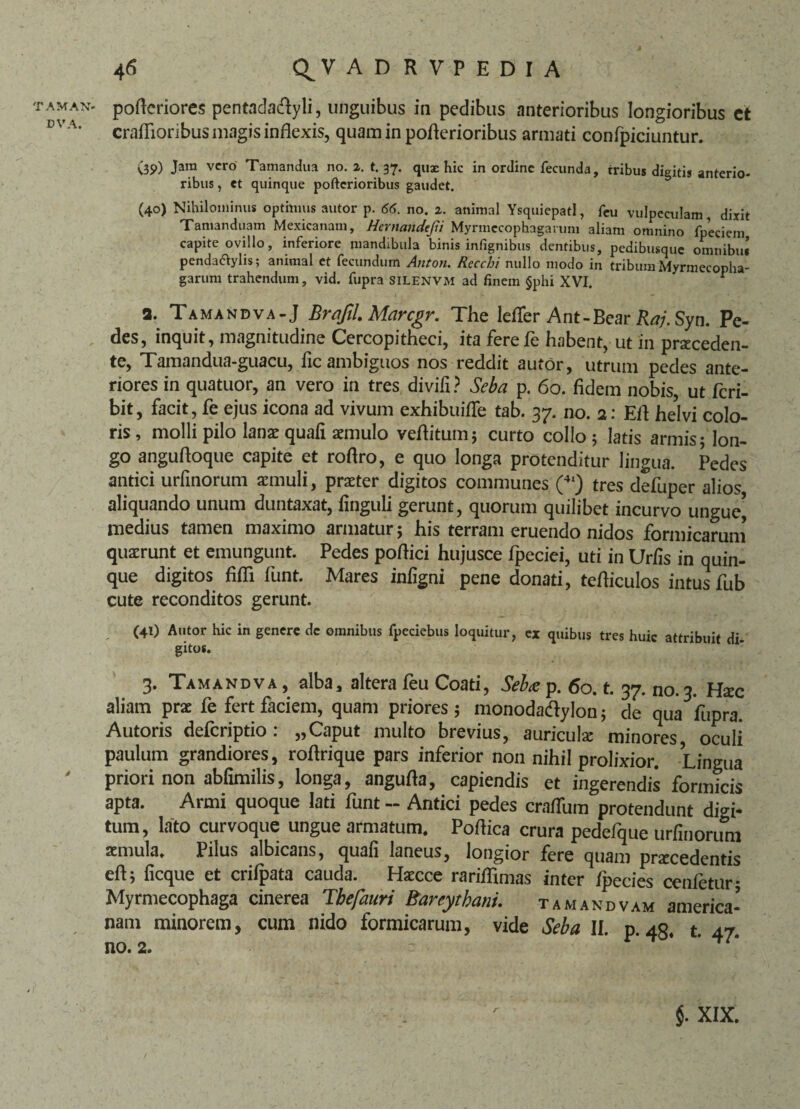 TAM AN« DVA. t 46 Q^VAD RVPEDIA poflcriores pentadatflyli, unguibus in pedibus anterioribus longioribus et crafiioribus magis inflexis, quaminpoflerioribus armati confpiciuntur. <3S>) Jam vero Tamandua no. %. t. 37. qux hic in ordine fecunda, tribus digitis anterio- ribus, et quinque pofterioribus gaudet. (40) Nihilominus optimus autor p. 66. no. ^. animal Ysquiepatl, feu vulpeculam, dixit Tamanduam Mexicanam, Hernandejti Myrmecophaganmi aliam omnino fpeciem capite ovillo, inferiore mandibula binis infignibus dentibus, pedibusque omnibus’ penda&ylis; animal et fecundum Anton. Recchi nullo modo in tribum Myrmecopha- garum trahendum, vid. fupra SILENVM ad finem §phi XVI. * a. Tamandva-J Brafil. Marcgr. The lefler Ant-Bear Raj.Syn. Pe¬ des, inquit, magnitudine Cercopitheci, ita fere fe habent, ut in proceden¬ te, Tamandua-guacu, fic ambiguos nos reddit autor, utrum pedes ante¬ riores in quatuor, an vero in tres divifi ? Seba p. 60. fidem nobis, ut feri- bit, facit, fe ejus icona ad vivum exhibuifle tab. 37. no. 2: Efi helvi colo¬ ris, molli pilo lano quafi omulo veftitum; curto collo; latis armis; lon¬ go angufloque capite et roftro, e quo longa protenditur lingua. Pedes antici urfinorum aemuli, praeter digitos communes (4‘) tres defuper alios aliquando unum duntaxat, finguli gerunt, quorum quilibet incurvo ungue] medius tamen maximo armatur; his terram eruendo nidos formicarum quaerunt et emungunt. Pedes poflici hujusce fpeciei, uti in Urfis in quin¬ que digitos fifli funt. Mares infigni pene donati, tefliculos intus fub cute reconditos gerunt. (41) Autor hic in genere dc omnibus fpeciebus loquitur, ex quibus tres huic attribuit di- gitos. 3. Tamandva, alba, altera feu Coati, Seba p. 60. t. 37. no. 3. Hoc aliam prae fe fert faciem, quam priores; monodadylon; de qua fupra. Autoris deferiptio: „Caput multo brevius, auriculae minores, oculi paulum grandiores, roflrique pars inferior non nihil prolixior. Lingua priori non abfimilis, longa, angufia, capiendis et ingerendis formicis apta. Armi quoque lati funt - Antici pedes craflum protendunt digi¬ tum, lato curvoque ungue armatum. Poflica crura pedefque urfinorum aemula. Pilus albicans, quafi laneus, longior fere quam procedentis eft; ficque et crifpata cauda. Hocce rariilimas inter fpecies cenfetur; Myrmecophaga cinerea Tbefauri Bareytbani. tamandvam america- nam minorem, cum nido formicarum, vide Seba II. p. 48. t. 47. no. 2. r $. XIX.