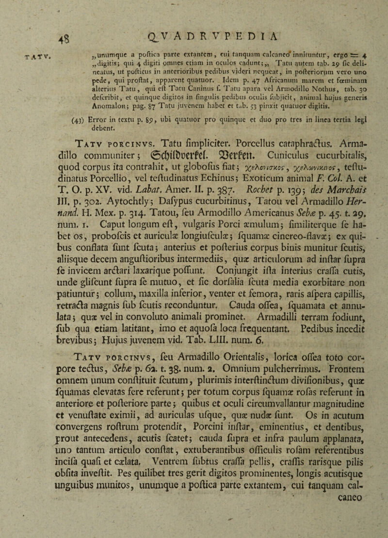 tatv. ,,urumique a poftica parte extantem, cui tanquam calcaneo'innirtitifur, ergo 4 „digitis; qui 4 digiti omnes etiam in oculos cadunt;,, Tatu autem tab. 29 fic deli- neatus, ut pofticus in anterioribus pedibus videri nequeat, in pofteriorum vero uno pede, qui proflat, apparent quatuor. Idem p. 47 Africanum marem et fceminam alterius Tatu, qui eft Tatu Caninus f. Tatu apara vel Armodillo Nothus, tab. 30 defcribit, et quinque digitos in lingulis pedibus oculis fubjicit, animal hujus generis Anomalon; pag. 87 Tatu juvenem habet et tab. 33 pinxit quatuor digitis. (43) Error in textu p. 89, ubi quatuor pro quinque et duo pro tres in linea tertia legi debent. Tatv porcinvs. Tatu fimpliciter. Porcellus cataphradus. Arma¬ dillo communiter; @Cl)t(fr0Crfd. Cuniculus cucurbitalis, quod corpus ita contrahit, ut globofus fiat ; %e)\ovivxos, %«Aay/K<vor, teftu- dinatus Porcellio, vel teftudinatus Echinus; Exoticum animal F. Coi. A. et T. O. p. XV. vid. Labat, Amer. II. p. 387. Kocbet p. 139; des Marcbais III, p. 302. Aytochtly; Dafypus cucurbitinus, Tatou vel Armadillo Her- nand. H. Mex. p. 314. Tatou, feu Armodillo Americanus Seba p. 45. t. 29. num. 1. Caput longum eft, vulgaris Porci aemulum; fimiliterque fe ha¬ bet os, probofeis et auriculae longiufculae; fquamse cinereo-flavsc; ex qui¬ bus conflata fiint fcuta; anterius et pofterius corpus binis munitur fcutis, aliisque decem anguftioribus intermediis, quae articulorum ad inftar fupra fe invicem ardari laxarique poflimt. Conjungit ifta interius crafta cutis, unde glifeunt fupra fe mutuo, et fic dorfalia fcuta media exorbitare non patiuntur; collum, maxilla inferior, venter et femora, raris afpera capillis, retrada magnis fub fcutis reconduntur. Cauda oflea, fquamata et annu- lata; quae vel in convoluto animali prominet. Armadilli terram fodiunt, fub qua etiam latitant, imo et aquofa loca frequentant. Pedibus incedit brevibus; Hujus juvenem vid. Tab. LIII. num. 6, Tatv porcinvs, feu Armadillo Orientalis, lorica oflea toto cor¬ pore tedus, Seb& p. 6a. t. 38. num. 2. Omnium pulcherrimus. Frontem omnem unum conflituit fcutum, plurimis interftindum divifionibus, quae fquamas elevatas fere referunt; per totum corpus fquama: rofas referunt in anteriore et pofteriore parte; quibus et oculi circumvallantur magnitudine et venuftate eximii, ad auriculas ufque, quae nudae funt. Os in acutum convergens roftrum protendit, Porcini inftar, eminentius, et dentibus, jrout antecedens, acutis fcatet; cauda fupra et infra paulum applanata, uno tantum articulo conflat, extuberantibus ofliculis rofam referentibus incita quafi et caelata. Ventrem fubtus crafta pellis, craflis rarisque pilis obfita inveftit. Pes quilibet tres gerit digitos prominentes, longis acutisque unguibus munitos, unumque a poftica parte extantem, cui tanquam cal¬ caneo