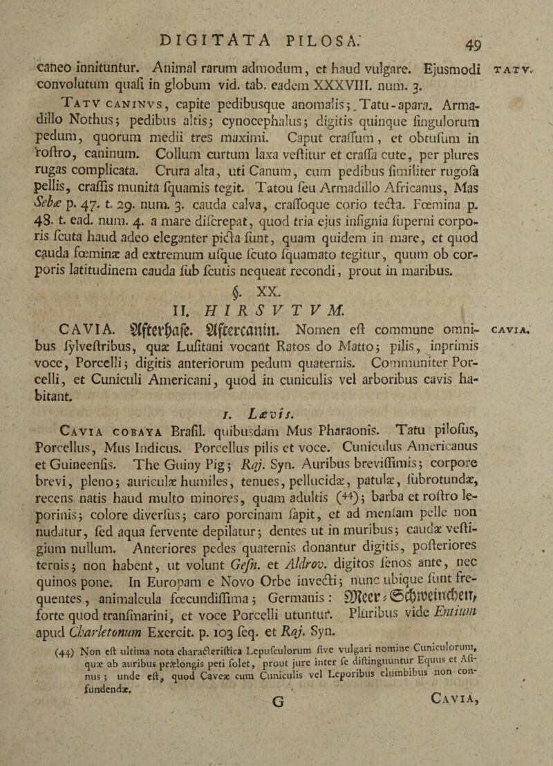 caneo innituntur. Animal rarum admodum, et haud vulgare. Ejusmodi convolutum quali in globum vid. tab. eadem XXXVIII. num. 3. Tatv caninvs, capite pedibusque anomalis;.Tatu-apara. Arma- dillo Nothus; pedibus altis; cynocephalus; digitis quinque Ungulorum pedum, quorum medii tres maximi. Caput crafTum, et obtufuni in Foftro, caninum. Collum curtum laxa vehitur et craifa cute, per plures rugas complicata. Crura alta, uti Canum, cum pedibus fimiiiter rugola pellis, craflis munita fquamis tegit. Tatou feu Armadillo Africanus, Mas Sebte p. 47. t. 29. num. 3. cauda calva, craffoque corio tedhi. Fcemina p. 48- t. ead. num. 4. a mare difcrepat, quod tria ejus infignia fuperni corpo¬ ris fcuta haud adeo eleganter pi&a funt, quam quidem in mare, et quod cauda foeminae ad extremum ulque Icuto fquamato tegitur , quum ob cor¬ poris latitudinem cauda lub fcutis nequeat recondi, prout in maribus. $. XX. II. H I R S V T V M. CAVI A. SffterCflHUt» Nomen eft commune omni¬ bus lylveftribus, quae Lufitani vocant Ratos do Matto; pilis, inprimis voce, Porcelli; digitis anteriorum pedum quaternis. Communiter Por¬ celli, et Cuniculi Americani, quod in cuniculis vel arboribus cavis ha¬ bitant. 1. L£ v i s. Cavia cobaya Brafil. quibusdam Mus Pharaonis. Tatu pilofus, Porcellus, Mus Indicus. Porcellus pilis et voce. Cuniculus Americanus et Guineenlis. TheGuinyPig; Raj. Syn. Auribus brevi (limis; corpore brevi, pleno; auriculae humiles, tenues, pellucidae, patulae, iubrotundae, recens natis haud multo minores, quam adultis (44); barba et roftro le¬ porinis; colore di verius; caro porcinam fapit, et ad menlam pelle non nudatur, led aqua fervente depilatur; dentes ut in muribus; caudae vefH- gium nullum. Anteriores pedes quaternis donantur digitis, poheriores ternis $ non habent, ut volunt Gefn. et Aldrov. digitos fenos ante, nec quinos pone. In Europam e Novo Orbe invecli; nunc ubique funt fre¬ quentes , animaleula fcecundifliina ; Germanis: 3)?CCr * @Cf)n?CinCbCtV forte quod tranfmarini, et voce Porcelli utuntur*. Pluribus vid t Entium apud Cbarktonum Exercit. p. 103 feq. et Roj. Syn. (44) Non eft ultima nota chara&eriftica Lcpufculorum live vulgari nomine Cumanorum, quse ab auribus pradongis peti folet, prout jure inter fc diftinguuritur Equus et i i nus ; unde eft^ quod Caveae cum Cuniculis vel Leporibus elumbibus non con fundendae. • q Cavia, / TATV. CAVIA.