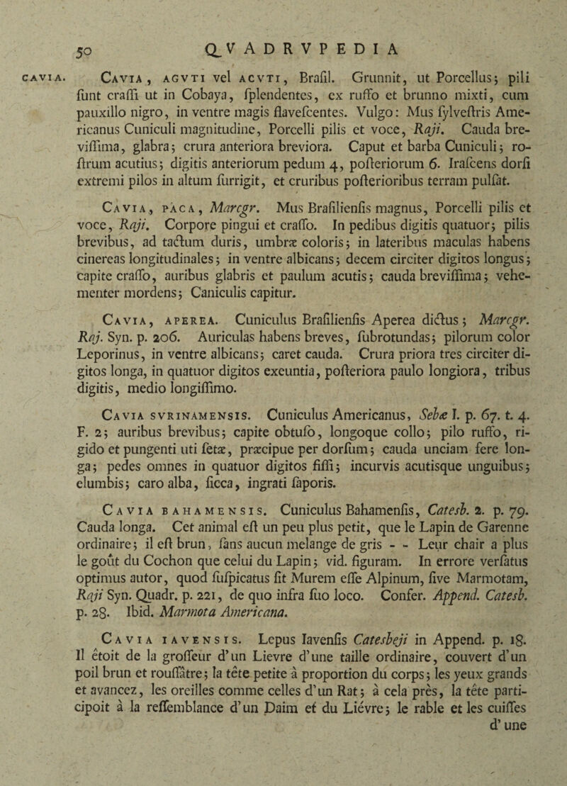 5° CLVADRVPEDIA cavia. Cavia , agvti vel acvti, Bmfil. Grunnit, ut Porcellus; pili funt eradi ut in Cobaya, fplendentcs, cx rufFo et brunno mixti, cum pauxillo nigro, in ventre magis flavefcentes. Vulgo: Mus fylveflris Ame¬ ricanus Cuniculi magnitudine, Porcelli pilis et voce, Raji. Cauda bre- viflima, glabra; crura anteriora breviora. Caput et barba Cuniculi ; ro- ffrum acutius; digitis anteriorum pedum 4, pofleriorum 6. Irafcens dorfi extremi pilos in altum furrigit, et cruribus pofterioribus terram pullat. Cavia., paca, Marcgr. Mus Brafilienfis magnus, Porcelli pilis et voce, Raji, Corpore pingui et craffo. In pedibus digitis quatuor; pilis brevibus, ad ta&um duris, umbra coloris; in lateribus maculas habens cinereas longitudinales; in ventre albicans; decem circiter digitos longus; capite crafTo, auribus glabris et paulum acutis; cauda breviffima; vehe¬ menter mordens; Caniculis capitur. Cavia, aperea. Cuniculus Brafilienfis Aperea di&us ; Marcgr. Raj. Syn. p. 206. Auriculas habens breves, fubrotundas; pilorum color Leporinus, in ventre albicans; caret cauda. Crura priora tres circiter di¬ gitos longa, in quatuor digitos exeuntia, pofteriora paulo longiora, tribus digitis, medio longidimo. Cavia svrinamensis. Cuniculus Americanus, Seba I. p. 67. t. 4. F. 2; auribus brevibus; capite obtufo, longoque collo; pilo rufFo, ri¬ gido et pungenti uti fetae, pracipue per dorfum; cauda unciam fere lon¬ ga; pedes omnes in quatuor digitos fiffi; incurvis acutisque unguibus; elumbis; caro alba, ficca, ingrati faporis. Cavia bahamensis. Cuniculus Bahamenfis, Catesb. 2. p. 79. Cauda longa. Cet animal eft un peu plus petit, que le Lapin de Garenne ordinaire; il efl brun, fans aucun melange de gris - - Leur chair a plus le gout du Cochon que celui du Lapin; vid. figuram. In errore verfatus optimus autor, quod fufpicatus fit Murem effe Alpinum, live Marmotam, Raji Syn. Quadr. p. 221, de quo infra fuo loco. Confer. Append. Catesb. p. 28. Ibid. Marmora Americana. Cavia iavensis. Lepus Iavenfis Catesbeji in Append. p. 18. ll etoit de la groffeur d’un Lievre d’une taille ordinaire, couvert d’un poil brun et rouffatre; Ia tete petite a proportion du corps; les yeux grands et avancez, les oreilles comme celles d’un Rat; a cela pres, la tete parti- cipoit a la refTemblance d’ un Daim et du Lievre; le rabie et les cuifies d’ une