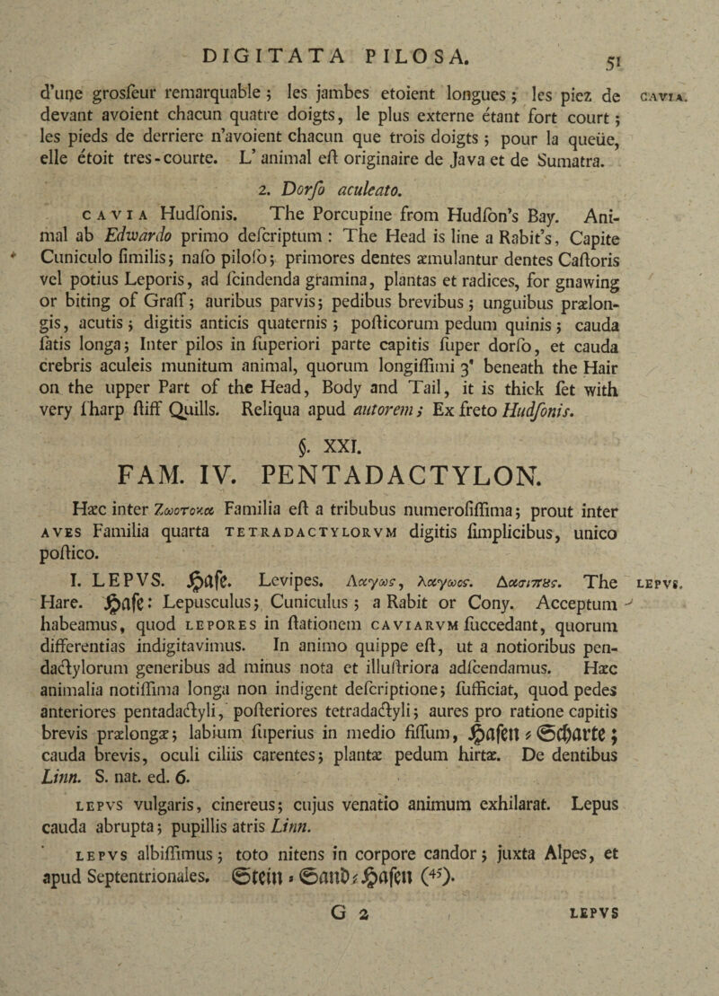51 d’ui)e grosfeur remarquable 5 les jambes etoient longues ; les picz de devant avoient chacun quatre doigts, le plus externe etant fort court; les pieds de derriere n’avoient chacun que trois doigts 5 pour la queiie, elle etoit tres-courte. L’ animal eft originaire de Java et de Sumatra. 2. Dorfo aculeato. c a v 1 a Hudfonis. The Porcupine from Hudfon’s Bay. Ani¬ mal ab Edwardo primo defcriptum : The Head is line a Rabifs, Capite * Cuniculo fimilis; nafo pilofo; primores dentes aemulantur dentes Caftoris vel potius Leporis, ad fcindenda gramina, plantas et radices, for gnawing or biting of Graff; auribus parvis; pedibus brevibus; unguibus praelon¬ gis , acutis ; digitis anticis quaternis ; pofticorum pedum quinis; cauda latis longa; Inter pilos in fuperiori parte capitis fuper dorfo, et cauda crebris aculeis munitum animal, quorum longiffimi 3 beneath the Hair on the upper Part of the Head, Body and Tail, it is thick fet with very fharp Riff Quilis. Reliqua apud autorem ; Ex freto Hudfonis. §. XXI. FAM. IV. PENTADACTYLON. Haec inter Zaoroxcc Familia eft a tribubus numerofiffima; prout inter aves Familia quarta tetradactylorvm digitis limplicibus, unico poftico. I. LEPVS. Jpafe. Levipes, Aotyas^ Kayoocs. &cc<Ti7t8s. The Hare. JpflfC; Lepusculus; Cuniculus; a Rabit or Cony. Acceptum habeamus, quod lepores in Rationem caviarvm fuccedant, quorum differentias indigitavimus. In animo quippe eft, ut a notioribus pen- dadylorum generibus ad minus nota et illuftriora adfcendamus. Haec animalia notiftima longa non indigent defcriptione; fufficiat, quod pedes anteriores pentadadyli, pofteriores tetradadyli; aures pro ratione capitis brevis praelongae; labium fuperius in medio fiffum, Jg>afCt\ t } cauda brevis, oculi ciliis carentes; plantae pedum hirtae. De dentibus Linn. S. nat. ed. 6. lepvs vulgaris, cinereus; cujus venatio animum exhilarat. Lepus cauda abrupta; pupillis atris Linn. lepvs albiflimus; toto nitens in corpore candor; juxta Alpes, et apud Septentrionales. StClB * ©anD^afcn (40* G a cavi a lepvs. LEPVS