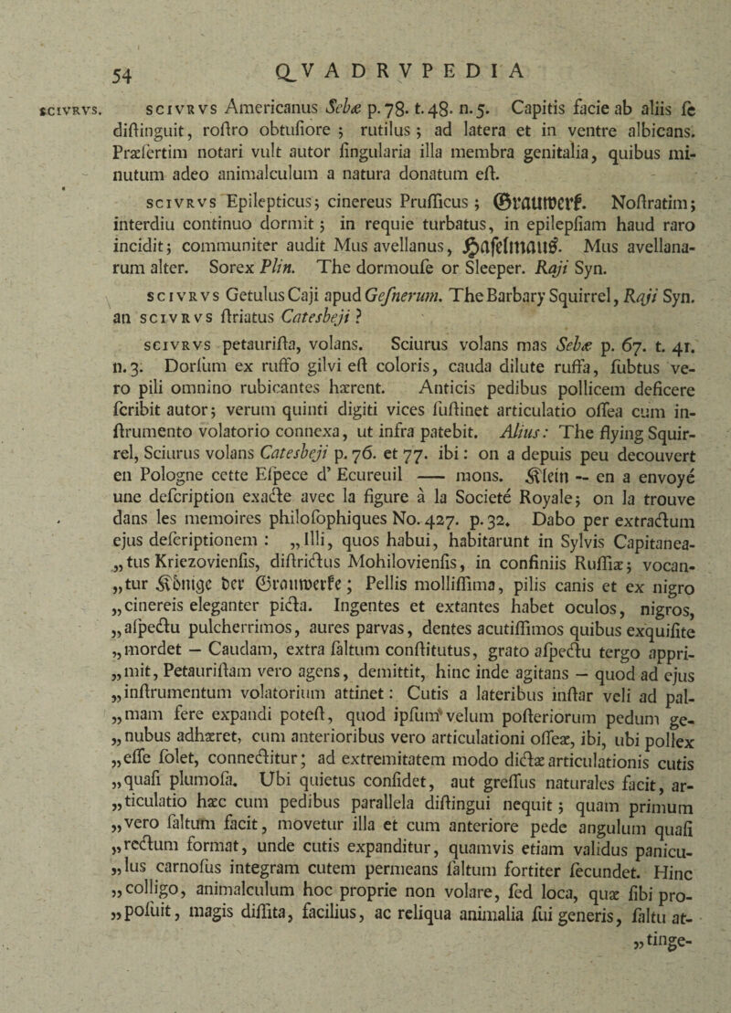 SCIVRVS. Q_V ADRVPEDIA scivuvs Americanus Seb<e p.78. t.48» n.5. Capitis facie ab aliis fe didinguit, rodro obtufiore ; rutilus 5 ad latera et in ventre albicans. Przfertim notari vult autor lingularia illa membra genitalia, quibus mi¬ nutum adeo animalculum a natura donatum ed. scivrvs Epilepticus; cinereus Prudicus ; (BftUttWtf. Nodratim; interdiu continuo dormit 5 in requie turbatus, in epilepfiam haud raro incidit; communiter audit Mus avellanus, Mus avellana¬ rum alter. Sorex Plin. The dormoufe or Sleeper. Raji Syn. scivrvs GetulusCaji apudGefnerum. TheBarbary Squirrel, Raji Syn. an scivrvs flriatus Catesbeji ? scivrvs petaurida, volans. Sciurus volans mas Sebue p. 67. t. 41. n. 3. Dorium ex ruffo gilvi ed coloris, cauda dilute ruffa, fubtus ve¬ ro pili omnino rubicantes haerent. Anticis pedibus pollicem deficere feribit autor; verum quinti digiti vices fudinet articulatio oflea cum in- drumento volatorio connexa, ut infra patebit. Alius: The flying Squir¬ rel, Sciurus volans Catesbeji p. 76. et 77. ibi: on a depuis peu decouvert en Pologne cctte Efpece d’ Ecureuil - mons, ^(etn — en a envoye une defeription exade avec la figure a la Societe Royale; on la trouve dans les memoires philofophiques No. 427. p. 32. Dabo per extradum ejus deferiptionem : „Illi, quos habui, habitarunt in Sylvis Capitanea- „ tus Kriezovienfis, didridus Mohilovienlis, in confiniis Rudiae; vocan¬ tur ^bntqe bcr ; Pellis mollidima, pilis canis et ex nigro „ cinereis eleganter pida. Ingentes et extantes habet oculos, nigros, „afpedu pulcherrimos, aures parvas, dentes acutiffimos quibus exquifite „ mordet - Caudam, extra faltum conditutus, grato afpedu tergo appri- „mit, Petauridam vero agens, demittit, hinc inde agitans - quod ad ejus „indrumentum volatorium attinet: Cutis a lateribus indar veli ad pal- „ mani fere expandi poted, quod ipfunf velum poderiorum pedum ge- „ nubus adhsret, cum anterioribus vero articulationi odeae, ibi, ubi pollex „effe folet, conneditur; ad extremitatem modo didae articulationis cutis »quali plumofa. Ubi quietus confidet, aut greffus naturales facit, ar- „ ticulatio hxc cum pedibus parallela didingui nequit; quam primum >5vero faltum facit, movetur illa et cum anteriore pede angulum quafi },redum format, unde cutis expanditur, quamvis etiam validus panicu- „ lus carnofus integram cutem permeans faltum fortiter fecundet. Hinc „colligo, animalculum hoc proprie non volare, fed loca, qusc fibi pro- „pofuit, magis didita, facilius, ac reliqua animalia fui generis, faltu at- »tinge-