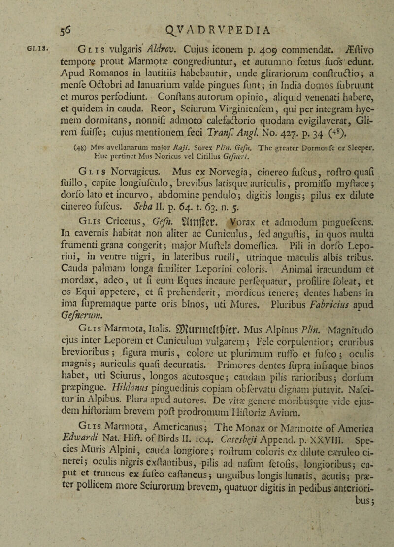 tempore prout Marmotae congrediuntur, et autumno foetus fuos edunt. Apud Romanos in lautitiis habebantur, unde glirariorum confiru&io; a menle Odtobri ad Ianuarium valde pingues funt; in India domos fubruunt et muros perfodiunt. Conflans autorum opinio, aliquid venenati habere, et quidem in cauda. Reor, Sciurum Virginienfem, qui per integram hye- mem dormitans, nonnifi admoto calefadlorio quodam evigilaverat, Gli¬ rem fuifie; cujus mentionem feci Tranf. Angi No. 427. p. 34 (^8). (48) Mus avellanarum major Raji. Sorex Plin. Gefn. The greater Dormoufe cr Sleeper. Huc pertinet Mus Noricus vel Citillus Gefueri. Glis Norvagicus. Mus ex Norvegia, cinereo fufcus, rofiro quafi fuillo, capite longiuiculo, brevibus latisque auriculis, promiflb myftace; dorlo lato et incurvo, abdomine pendulo; digitis longis; pilus ex dilute cinereo fufcus. Seba II. p. 64. t. 63. n. 5. Glis Cricetus, Gefn. Slniflct. Vorax et admodum pinguefcens. In cavernis habitat non aliter ac Cuniculus, fedangufiis, in quos multa frumenti grana congerit; major Muftela domeftica. Pili in dorfo Lepo¬ rini, in ventre nigri, in lateribus rutili, utrinque maculis albis tribus. Cauda palmam longa fimiliter Leporini coloris. Animal iracundum et mordax, adeo, ut 11 eum Eques incaute perlequatur, prolilire foleat, et os Equi appetere, et fi prehenderit, mordicus tenere; dentes habens in ima fupremaque parte oris binos, uti Mures. Pluribus Fabricius apud Gefnerum. Glis Marmota, Italis. Sftumtcff&fer- Mus Alpinus Plin. Magnitudo ejus inter Leporem ct Cuniculum vulgarem; Fele corpulentior; cruribus brevioribus ; figura muris, colore ut plurimum ruffo et fu Ico ; oculis magnis; auriculis quafi decurtatis. Primores dentes fupra infraque binos habet, uti Sciurus, longos acutosque; caudam pilis rarioribus; dorliim praepingue. Hildanus pinguedinis copiam oblervatu dignam putavit. Nafci- tur in Alpibus. Plura apud autores. De vitae genere moribusque vide ejus¬ dem hiftoriam brevem pofi prodromum Hifioriae Avium. Glis Marmota, Americanus; The Monax or Marmotte of America Edwardi Nat. Hifi. of Birds II. 104. Catesbeji Append. p. XXVIII. Spe¬ cies Minis Alpini, cauda longiore; rofirum coloris ex dilute caeruleo ci¬ nerei; oculis nigris exfiantibus, pilis ad nafum fetofis, longioribus; ca¬ put et truncus ex fu Ico cafianeus; unguibus longis lunatis, acutis; prae¬ ter pollicem more Sciurorum brevem, quatuor digitis in pedibus anteriori¬ bus;