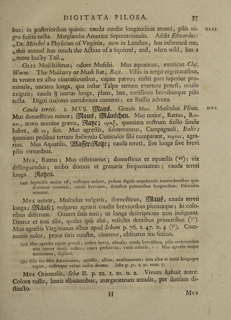 bus; in pofterioribus quinis: cauda mediae longitudinis trunci, pilis ni- glis gro fufeis tccfta. Marglandia America: Septentrionalis. Addit Edwardus: „Dr. Mitchel a Phyfician of Virginia, now in London, has informed me, „this animal has much the Adtion of a Squirrel, and, whenwild, has a „more bufhy Tail.„ Glis Mofchiferus;' odore Mofchi. Mus aquaticus, exoticus CluJ. Worm. The Mufcovy or Musk Rat, Raji. Villis in tergo nigricantibus, in ventre ex albo cincrafcentibus, capite parvo; roftri pars fuperior pro¬ minula, unciam longa, qua inftar Talpae terram evertere poteff; oculis exiguis; cauda 8 uncias longa, plana, lata, rariffimis brevibusque pilis teda. Digiti majores membranis connexi 5 ex Ruffia advena. Cauda tereti. 1. MVS. Graecis Mus-. Mufculus Plinio, mvs Mus domefticus minor; QWaU^Cth Mus major, Rattus, R*cr- v.os, novo nomine graeco, 9\age; quoniam roftrum fuillo fimile habet, ab u<r, fus. Mus agreftis, fubterraneus, Campagnoli, Italis; quoniam pedibus terram fodiendo Cuniculos libi comparant, ks^os, agra¬ rius. Mus Aquatilis. 2CaffeV^fl§e; cauda tereti, fiye longa five brevi pilis rarioribus. Mvs, Rattus; Mus ciftrinarius’; domefticus et aquatilis (49); vix diftinguendus; ambo domos et granaria frequentantes; cauda tereti longa. Atagen. (45)) Aquatilis major eft, rufFoque colore, pedum digitis membranis intercedentibus qua- dantenus connexis, cauda breviore, dentibus primoribus longioribus: Pifciculos venatur. Mvs minor, Mufculus vulgaris, domefticus, cauda tereti Jon^-a; .SKdllfc; vulgares agrarii caudis brevioribus plerumque; hi colo¬ ribus differunt. Omnes fatis noti; ut longa delcriptione non indigeant. Dantur et toti albi, quales ipfe alui, refectis dentibus primoribus Q°). Mus agreftis Virginianus albus apud Sebam p. 76. t. 47. n. 4 Ql). Com¬ munis color, prout fatis conftat, cinereus, obfcurus feu fufeus. (50) Mus agreftis capite grandi, roftro brevi, obtufo; cauda breviflima, pilis crebrioribus non tamen denfis veftita; crura perbrevia; varii coloris; - - Mus agreftis major macrourus, Gefncri. (51) Glis feu Mus Americanus, agreftis, albus, avellanorum; tota alba et tenui Iongoque capite, roftroque veluti fuillo donata. Seba p. 50. t. 31. num. 7. Mvs Orientalis. Seba II. p. 22. t. 21. n. 2. Vivum habuit autor. Colore ruffo, lineis albicantibus, margaritarum aemulis, per dorfum di- ftin&o. H Mvs