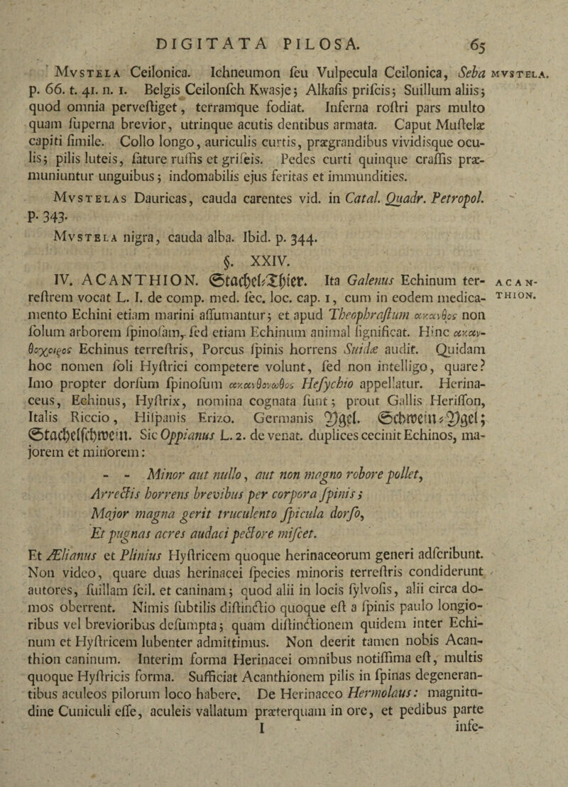Mv stela Ceilonica. Ichneumon feu Vulpecula Ceilonica, Seba mvstela. p. 66. t. 41. n. 1. Belgis Ceilonfch Kwasje; Alkafis prifcis 5 Suillum aliis 5 quod omnia perveffiget, terramque fodiat. Inferna roAri pars multo quam fupcrna brevior, utrinque acutis dentibus armata. Caput Muftelx capiti fimile. Collo longo, auriculis curtis, praegrandibus vividisque ocu¬ lis 5 pilis luteis, fature ruffis et grileis. Pedes curti quinque craflis prae¬ muniuntur unguibus; indomabilis ejus feritas et immundities. Mvstelas Dauricas, cauda carentes vid. in Catal. Quadr. Perropol. P- 343- Mvstela nigra, cauda alba. Ibid. p. 344. §. XXIV. IV. ACANTHION. Ita Galenus Echinum ter- acan- reftrem vocat L. I. de comp. med. fec. loc. cap. 1, cum in eodem medica- THI0N< mento Echini etiam marini affumantur; et apud Theopbraftum ukcxvQos non lolum arborem fpinoiamrfed etiam Echinum animal iignifkat. Hinc ukuv- Qcxciqoc Echinus terreftris, Porcus fpinis horrens Suidae audit. Quidam hoc nomen foli Hyftrici competere volunt, fed non intelligo, quare? Imo propter dorlum fpinofum cexccvfowdos Hefychio appellatur. Herina¬ ceus, Echinus, Hyftrix, nomina cognata funt; prout Gallis Herilfon, Italis Riccio, Hiipanis Erizo. Germanis ©ChitJCUU 2)gel; ©tad)eIfcl)n?C?n. SkOppiatius L. 2. de vetiat. duplices cecinit Echinos, ma¬ jorem et minorem : - - Minor aut nullo, aut non magno robore pollet, Arreclis horrens brevibus per corpora fpinis > Major magna gerit truculento fpicula dorfo, Et pugnas acres audaci peclore mifcet. Et /Elianus et Plinius Hyflricem quoque herinaceorum generi adferibunt. Non video, quare duas herinacei fpecies minoris terreftris condiderunt autores, fuillam fcil. et caninam 5 quod alii in locis fylvofis, alii circa do¬ mos oberrent. Nimis fubtilis diffin&io quoque eft a fpinis paulo longio¬ ribus vel brevioribus defumpta; quam diflin&ionem quidem inter Echi¬ num et Hyftricem lubenter admittimus. Non deerit tamen nobis Acan- thion caninum. Interim forma Herinacei omnibus notiflima eft, multis quoque Hyflricis forma. Sufficiat Acanthionem pilis in fpinas degeneran¬ tibus aculeos pilorum loco habere. De Herinaceo Hermolaus: magnitu¬ dine Cuniculi die, aculeis vallatum praeterquam in ore, et pedibus parte I infe-