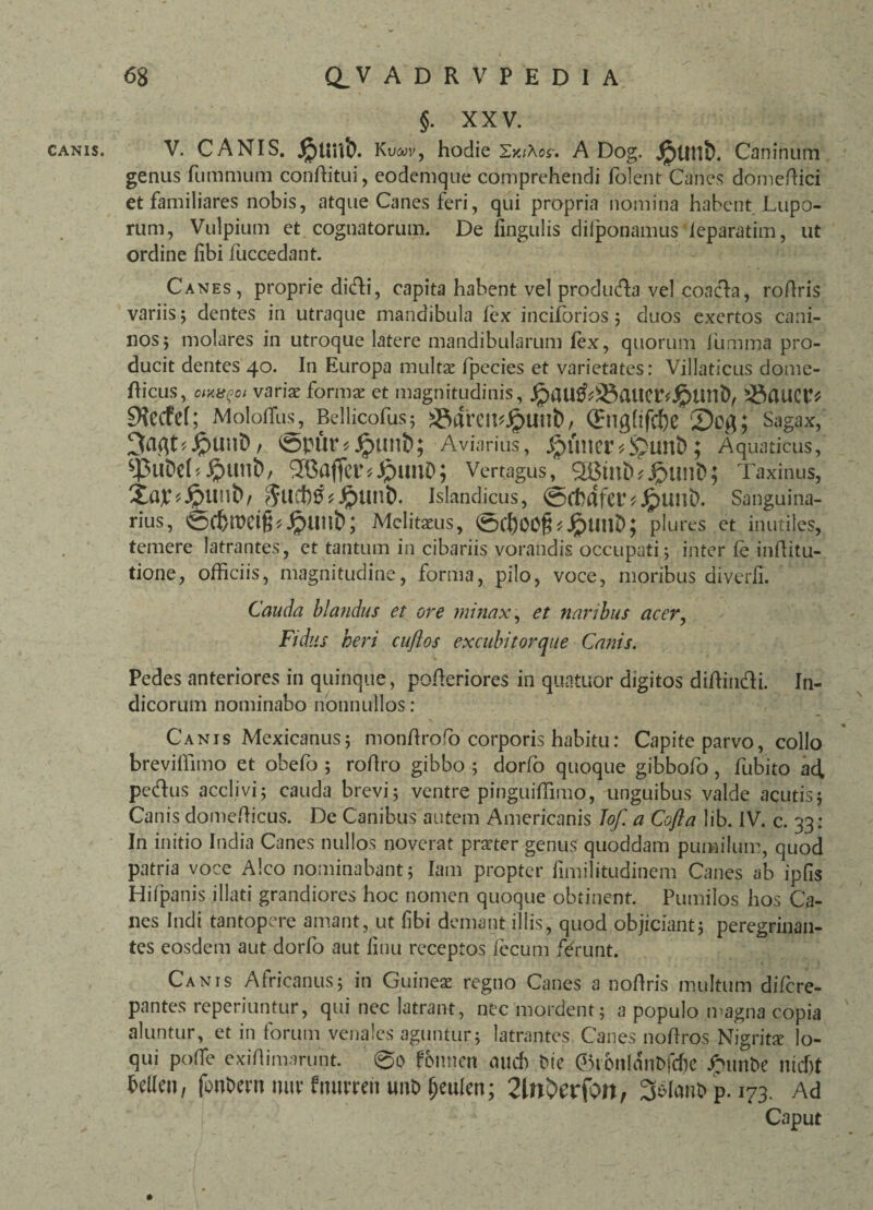 CANIS. §. XXV. V. CANIS. Jpunt). Kvwvy hodie SxiAcs-. A Dog. Jjpilltt). Caninum genus fummum conditui, eodemque comprehendi folent Canes domedici et familiares nobis, atque Canes feri, qui propria nomina habent Lupo¬ rum, Vulpium et cognatorum. De lingulis dilponamus ieparatim, ut ordine fibi fuccedant. Canes, proprie ditffci, capita habent vel produtda vel coacta, rodris variis; dentes in utraque mandibula lex inciforios; duos exertos cani¬ nos; molares in utroque latere mandibularum fex, quorum fiurnma pro¬ ducit dentes 40. In Europa multae fpecies et varietates: Villaticus dome- fticus, variae formae et magnitudinis, jpaU&®aiier*£tmD, patiet!* EKecfef; Molofifus, Bellicofus; 58aretK$UUt>, Qrtlghfdbe 2)og; Sagax, ©pur* Jpunt>; Aviarius, jgmncr *S?unt); Aquaticus, ^PuDeC JpUllt), ^Gaffci^JplIIlD; Vertagus, $8mD*JpUnt>; Taxinus, japipUU© $UCf)0 * Islandicus, ©ChafctL JplUlt). Sanguina¬ rius, ^d)roetfLJpUtlfc>; Mclitaeus, ©d)00fD JpUllD; plures et inutiles, temere latrantes, et tantum in cibariis vorandis occupati; inter fe inditu- tione, officiis, magnitudine, forma, pilo, voce, moribus diverli. Cauda blandus et ore minax, et naribus acer, Fidus heri cujlos excubitorque Canis. Pedes anteriores in quinque, poderiores in quatuor digitos didinedi. In¬ dicorum nominabo nonnullos: * Canis Mexicanus; mondrofo corporis habitu: Capite parvo, collo breviffimo et obefo ; rodro gibbo ; dorfo quoque gibbofo, fubito ad pecdus acclivi; cauda brevi; ventre pinguiffimo, unguibus valde acutis; Canis domedicus. De Canibus autem Americanis Jof. a Cofla lib. IV. c. 33: In initio India Canes nullos noverat prseter genus quoddam pumilum, quod patria voce Alco nominabant; Iam propter fimilitudinem Canes ab ipfis Hifpanis illati grandiores hoc nomen quoque obtinent. Pumilos hos Ca¬ nes Indi tantopere amant, ut fibi demant illis, quod objiciant; peregrinan- tes eosdem aut dorfo aut finu receptos fecum ferunt. Canis Africanus; in Guineas regno Canes a nodris multum difere- pantes reperiuntur, qui nec latrant, nec mordent; a populo magna copia aluntur, et in forum venales aguntur; latrantes Canes nodros Nigritie lo¬ qui pode exidimarunt. 0o fonnen mid) Me ©tonlanbfdje Jnunbe ntd>t Mm, fonbem nuv ftuivren uut> fjeulen; 2in$evfan, 3elant> p. 173. Ad Caput