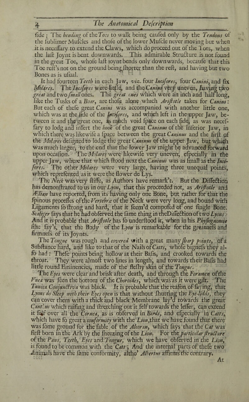 fide ; The bending of the Toes to walk being caufed only by the Tendons of' the fiublimer Ivlufcles and thole of the lower Mufcle never moving but when it is neceilary to extend the Claws, which do proceed out of the 1 oes, when the lall Joynt is bent downwards. This admirable Structure is not found in the great Toe, whole laft joynt bends only downwards, becaufe that this loe relFs not on the ground being/hpjter than the reft, and having but two Bones as is ufual. It had fourteen Teeth in each Jaw, viz. four lncifores, four Canini, and fix Molarcs. The lncifores were little, and the Canini very uneven, having two great and two fmall ones. The great ones which were an inch and half long, like the Tusks of a Boar, are thofe alone which Arifiotle takes for Canim: But each of thefe great Canini was accompanied with another little one, which was at the fide of the lncifores, and which left in the upper Jaw, be¬ tween it and the great one, is much void fpace on each fide, as was necef- fary to lodg and infert the hook of the great Caninus of the inferior Jaw, in which there was likewife a fpace between the great Caninus and the firft of the Molares defignedto lodge the great Caninus of the upper Jaw, but which was much larger, to the end that the lower Jaw might be advanced forward upon occalion. The Molarcs were-hkewife very uneven^, efpecially in the upper Jaw, where that which flood next the Caninus was as fmall as the Inci- fores. The other Molar es were very large, having three unequal points, which reprefented as it were the flower de Lys. The Neck was very fliffe, as Authors have remark’t. But the Difle£lioa has demonffrated to us in our Lyon, that this proceeded not, as Arifiotle and TElian have reported, from its having only one Bone, but rather for that the fpinous procefles of the Vertebra: of the Neck were very long, and bound with Ligaments fo ftrong and hard, that it feem’d compofed of one Angle Bone. Scaliger fays that he had obferved the fame thing in theDifTe&ion of two Lyons: And it is probable that Arifiotle has fo underftood it, when in his Phyftognomie fihe fay’s, that the Body of the Lyon is remarkaixle for the greatnefs and firmnefs of itsjoynts. Idle Tongue was rough and covered with a great many {harp points, of a Subftance hard, and like to that of the Nails of Cam, whole bignefs they al- fb had : Thefe points being hollow at their Bafis, and crooked towards the throat. They were almoft two lines in length, and towards their Bafis had little round EminencieSj made of the flefhy skin of the Tongue. The Eyes were clear and brisk after death, and through the Foramen of the Vnea was feen the bottom of the Choroides, which was as it were gilt. The Tunica Conjunctiva was black. It is probable that the reafbn of faying, that Lyons do Sleep with their Eyes open is that without fhutting tile Eye-lidds, they can cover them with a thick and black Membrane lay’d towards the great Cantlus which raffing and firetching out it felf towards the lelfer, can extend it foif over all the Cornea, as is obferved in Birds, and efpecially in Cdttsy which have fo great a conformity with the Lion,that we have found that there was fome ground for the fable of the Alcoran, which fays that the Cat was firfl born in the Ark by the fneezing of the Lion. For the particularfirutture of the Paws, Teeth, Eyes and Tongue, which we have obferved in the Lion, is found to be common with the Catt \ And the internal parts of thefe two Animals have the fame conformity, altho’ Alberim affirms the contrary* At