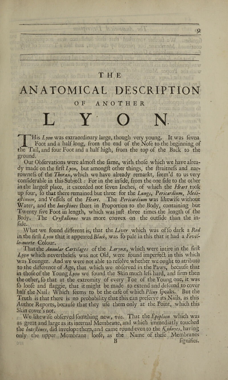 ANATOMICAL DESCRIPTION OF ANOTHER L Y O N THis Lyon was extraordinary large, though very young. It was feven Foot and a half long, from the end of the Nofe to the beginning of the Tail, and four Foot and a half high, from the top of the Back to the ground. Our Obfervations were almoft the fame, with thole which we have alrea¬ dy made on the firft Lyon, but amongft other things, the ftraitnefs and nar- rownefs of the Thorax, which we have already remarkt. Teem’d to us very confiderable in this Subjedl: For in the in fide, from the one fide to the other in the largeft place, it exceeded not (even Inches, of which the Heart took up four, fo that there remained but three for the Lungs, Pericardium, Mcch- ajlitwm, and VefTels of the Heart. The Pericardium was likewife without Water, and the lntefiines fhort in Proportion to the Body, containing but Twenty five Foot in length, which was juft three times the length of the Body. The Cryfialhnas was more convex on the outfide than the in- fide. • ./• . . , What we found different is, that the Liver which was of fo dark a Red in the firft Lyon that it appeared Black, was To pale in this that it had a Fevil- le-morte Colour. That the Annular Cartilages of the Larynx, which were intire in the firft Lyon which neverthelefs was not Old, were found imperfect in this which was Younger. And we were not able to refolve whether we ought to atribute to the difference of Age, that which we obferved in the Paws, becaufe that in thofeof the Young Lyon we found the Skin much lefs hard, and firm then the other, fo that at the extremity of every Toe of the Young one, it was fo loofe and flaggie, that it might be made to extend and defeend.to cover half the Nail: Which feems to be the cafe of which Pliny fpeaks. But the Truth is that there is no probability that this can preferve its Nails, as this Author Reports, becaufe that they ufe them only at the Point, which this Skin cover’s not. We likewife obferved fomthing new, viz. That the Epiploon which was as great and large as its internal Membrane, and which immediatly touched the lntefiines, did invelope them, and came round even to the Kjdnyes, having only the upper Membrane loofe, as the Name of thefe Membranes B fignifics.