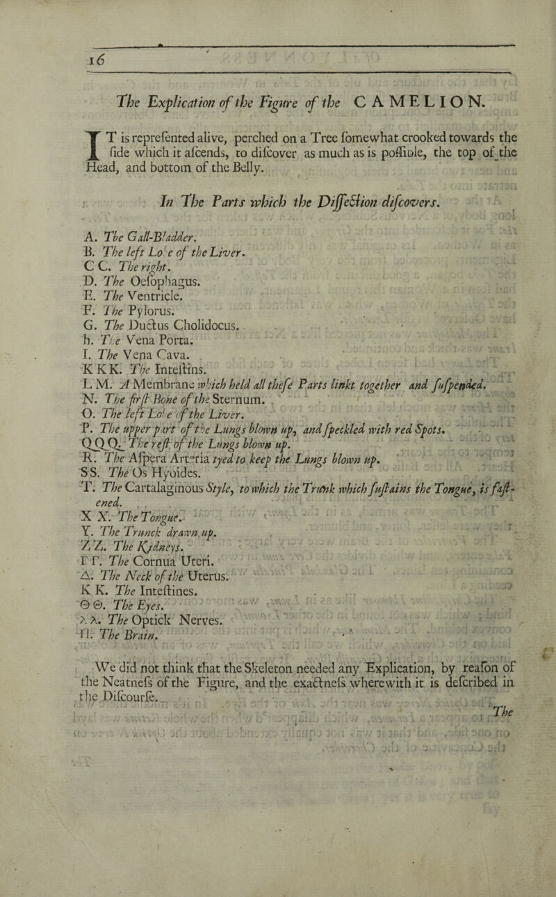 Fhc Explication of the Figure of the C A M E L I O N. IT is reprefented alive, perched on a Tree fbmewhat crooked towards the fide which it afeends, to difeover as much as is poMiole, the top of the Head, and bottom of the Belly. In The Parts which the DiffeSlion difeover s. A. The Gall-Bladder. B. The left Lo e of the Liver. C C. The right. D. The Oefopbagus. E. The Ventricle. F. The Pylorus. G. The Ductus Cholidocus. , ' h. Tie Vena Porta. I. The Vena Cava. KKK. The IntelHns. L M. A Membrane which held all thefe Parts linkt together and ffpended. N. The firjl Bone of the Sternum. O. The left Lo- e of the Liver. P. The upper p art of the Lungs blown up, and fpeckled with red Spots. CK) (X_ The reft of the Lungs blown up. R. The Afpera Art~ria tyedto keep the Lungs blown up. S S. The Os Hyoides. T. The Cartalaginous Styley to which the Trtfnk which fuftains the Tongue, is faft- ened. X X. The Tongue. Y. The Tntnck drawn up. Z Z. The Kjdncys. T T. The Cornua Uteri. A. The Neck of the Uterus. K K. The Inteftines. T . © ©. The Eyes. a a. The Optick Nerves. H. The Brain. t ‘ ; I ■ ' -i - -. r r* 1., ' v 1 1 I 'I r\>t I * \ C X * \ ^ \ ^ j . 1 ' ' f (« • *, -\ ) f a We did not think that the Skeleton needed any Explication, by reafon of the Neatnefs of the Figure, and the exa&nels wherewith it is deferibed in the Diicourle. The V » ' V j/ * J ‘ 1 . // if j P • j J dll 4 J \ S K j j • ( I J • s 4 ^ ’ j It HO a*-?'. i i\;\ i '.’j ji' j :UjC-1. JfU . r. -- Cl > Tit 3i 3f>!;i 01 i - ■ !0 fi(j