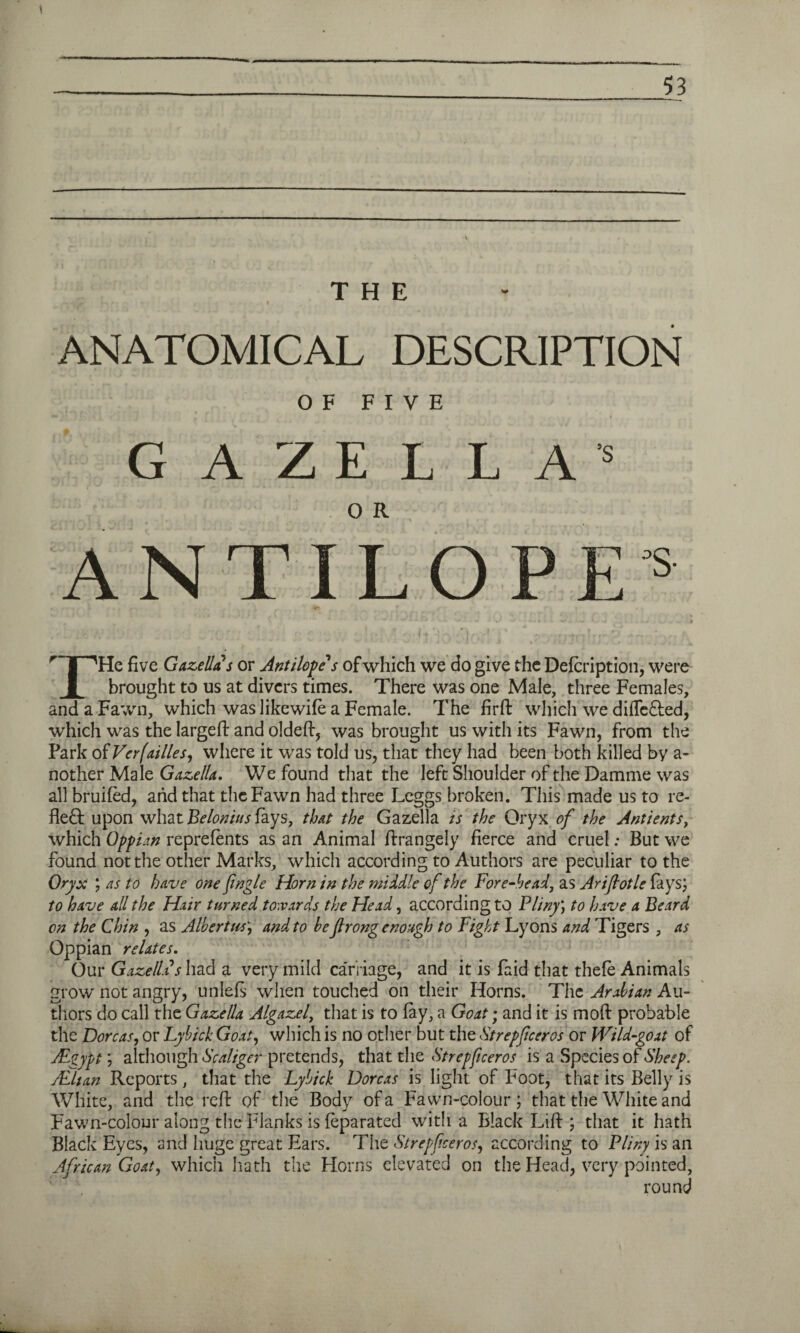 THE , J*'- u f ■. , . | ANATOMICAL DESCRIPTION OF FIVE G A ZE L L ANTILO , I « • f- , , ' , L 4$ * f • t k M | »■ r\ | r~ I 'He five Gazella s or Antilofes of which we do give the Defcription, were 1 brought to us at divers times. There was one Male, three Females, and a Fawn, which was likewife a Female. The fird which we dilfe&ed, which was the larged and olded, was brought us with its Fawn, from the Park oiVerfailles, where it was told us, that they had been both killed by a- nother Male Gazella. We found that the left Shoulder of the Damme was all bruifed, and that the Fawn had three Leggs broken. This made us to re- deft; upon what Belonius fays, that the Gazella is the Oryx of the Antients, which Oppian reprefents as an Animal drangely fierce and cruel; But we found not the other Marks, which according to Authors are peculiar to the Oryx ) as to have one fingle Horn in the middle of the Fore-head, as Arijiotle fays; to have all the Hair turned towards the Head, according to Pliny) to have a Beard on the Chin , as Albertus) and to be fir ong enough to Fight Lyons and Tigers , as Oppian relates. Our Gazella s had a very mild carriage, and it is Paid that thefe Animals grow not angry, unlefs when touched on their Horns. The Arabian Au¬ thors do call the Gazella Algazel, that is to fay, a Goat; and it is mod probable the Dorcas, or Lybick Goat, which is no other but the Strepficer os or Wild-goat of JFgypt; although Scaligcr pretends, that the Strepficeros is a Species of Sheep. JFltan Reports, that the Lybick Dorcas is light of Foot, that its Belly is White, and the red of the Body of a Fawn-colour; that the White and Fawn-colour along the Flanks is (eparated with a Black Lid ; that it hath Black Eyes, and huge great Ears. The Strepftceros, according to Pliny is an African Goat, which hath the Horns elevated on the Head, very pointed, round