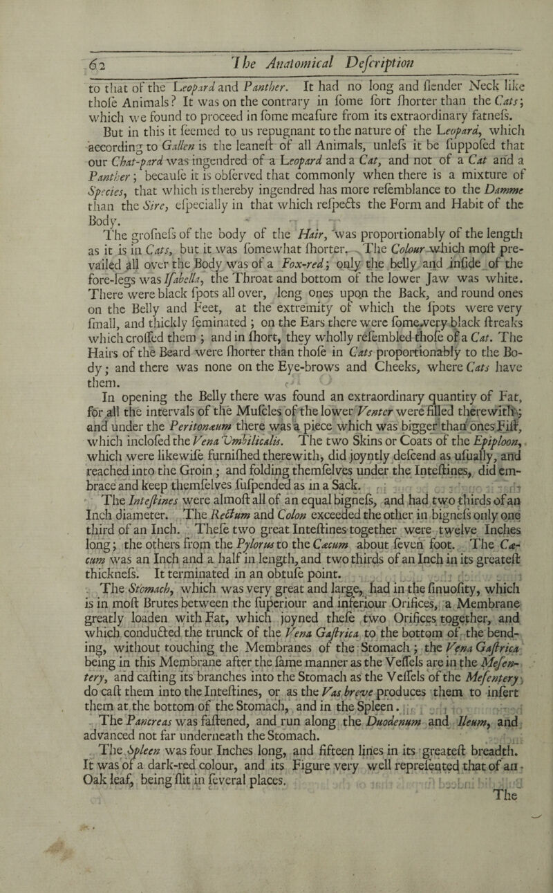 to that of the Leopard and Panther. It had no long and {lender Neck like thole Animals ? It was on the contrary in Tome fort fhorter than the Cats; which we found to proceed in foine meafure from its extraordinary fatnefs. But in this it foemed to us repugnant to the nature of the Leopard, which according to Galien is the leaned of all Animals, unlefs it be fuppofod that our Chat-pard was ingendred of a Leopard and a Cat, and not of a Cat and a Panther; becaufe it is obforved that commonly when there is a mixture of Species, that which is thereby ingendred has more refomblance to the Damme than the Sire, efpecially in that which refpe&s the Form and Habit of the Body. v n y The grofnefs of the body of the Hair, \vas proportionably of the lengtii as it is in Cats, but it was fomewhat fhorter. The Colour which moft pre¬ vailed all over the Body was of a Fox-red', only the belly and infide of the fore-legs was Jfabella, the Throat and bottom of the lower Jaw was white. There were black fpots all over, long ones upon the Back, and round ones on the Belly and Feet, at the extremity of which the {pots were very fmall, and thickly feminated ; on the Ears there were fomewery black Breaks which crolfed them ; and in fhort, they wholly refembled thofo of a Cat. The Hairs of the Beard were fhorter than thofo in Cats proportionably to the Bo¬ dy; and there was none on the Eye-brows and Cheeks, where Cats have them. In opening the Belly there was found an extraordinary quantity of Fat, for all the intervals of the Mufoles of the lower Venter were filled therewith .; and under the Peritoneum there was a piece which was bigger than ones FiB, which inclofod the Vena Vmbilicalis. The two Skins or Coats of the Epiploon, which were likewifo furnifhed therewith, did joyntly defoend as ufually, and reached into the Groin; and folding themfolves under the InteBines, did em¬ brace and keep themfolves fufpendad as in a Sack. The Intefiines were almoB all of an equal bignefs, and had two thirds of an Inch diameter. The Retfum and Colon exceeded the other in bignefs only one third of an Inch. Thefe two great InteBines together were twelve Inches long; the others from the Pylorus to the Cecum about foven foot. The Ce¬ cum was an Inch and a half in length, and two thirds of an Inch in its greateB thicknefs. It terminated in an obtufo point. The Stomach, which was very great and large, had in the finuofity, which is in moB Brutes between the fuperiour and inferiour Orifices, a Membrane greatly loaden with Fat, which joyned thefo two Orifices together, and which conduced die trunck of the Vena Gaftrica to the bottom of the bend¬ ing, without touching the Membranes of the Stomach ; the Vena Gafirica being in this Membrane after the fame manner as the Veffels are in the Mefen- tery, and cafiing its branches into the Stomach as the Vdlels of the Mefentery do cafi them into the InteBines, or as the Vas breve produces them to infort them at the bottom of the Stomach, and in the Spleen. The Pancreas was faBened, and run along the Duodenum and Ileum, and advanced not far underneath the Stomach. The Spleen was four Inches long, and fifteen lines in its greateB breadth. It was of a dark-red colour, and its Figure very well represented that of an - Oak leaf, being flit in foveral places.