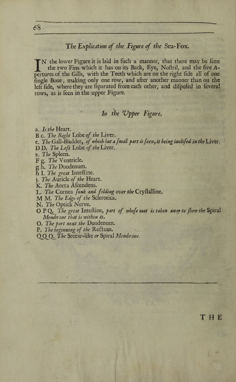 The Explication of the Figure of the Sea-Fox. I N the lower Figure it is laid in fuch a manner, that there may be leen the two Fins which it has on its Back, Eye, Noftril, and the five A- pertures of the Gills, with the Teeth which are on the right fide all of one fingle Bone, making only one row, and after another manner than on the left fide, where they are feparated from each other, and difpofed in feveral rows, as is leen in the upper Figure. In the Zipper Figure. a. Is the Heart. B c. The Right Lobe of the Liver. c. The Gall-Bladder, of which hut a fmail part is f een9 it being indof°d in the Liver. D D. The Left Lobe of the Liver, e. The Spleen. F g. The Ventricle, gh. The Duodenum, h I. The great Inteftine. j. The Auricle of the Heart. K. The Aorta Afcendens. L. The Cornea funk and folding over the Cryftalline. M M. The Edge of the Sclerotica. N. The Optick Nerve. O P The great Inteftine, part of rvhofe coat is taken away to few the Spiral Membrane that is within it. O. The part next the Duodenum. P. The beginning of the Reftum. m The Srcew-like or Spiral Membrane.
