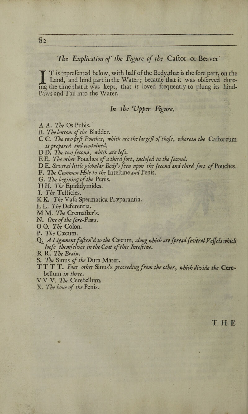 The Explication of the Figure of the Caftor or Beaver IT is reprsfented below, with half of the Body,that is the fore part, on the Land, and hind part in the Water; becaufe that it was obferved dure- ing the time that it was kept, that it loved frequently to plung its hind- Paws and Tail into the Water. In the Tipper Figure. A A. The Os Pubis. B. The bottom of the Bladder. C C. The two firfi Pouches y which are the Urge ft of thoje^ wherein the Caftoreum is prepared and contained. D D. The two fecond, which are lefs. E E. The other Pouches of a third forty inclofed in the fecond. D E. Several little globular Body s jeen upon the fecond and third fort <?/Touches. F. The Common Hole to the Inteftine and Penis. G. The begining of the Penis. H H. The Epididymides. I. The Tefticles. K K. The Vafa Spermatica Praeparantia. L L. The Deferentia. M M, The Cremafter’s. N. One of the fore-Paws. O O. The Colon. P. The Caecum. Q;_ A Ligament foften d to the Qecum, along which are fpread feveral Vejfels which loofe themfelves in the Coat of this Inteftine. R R. The Brain. S. The Sinus of the Dura Mater. TTTT. Four other Sinus’s proceeding from the other 9 which divide the Cere¬ bellum in three. V V V. The Cerebellum. X. The bone of the Penis,