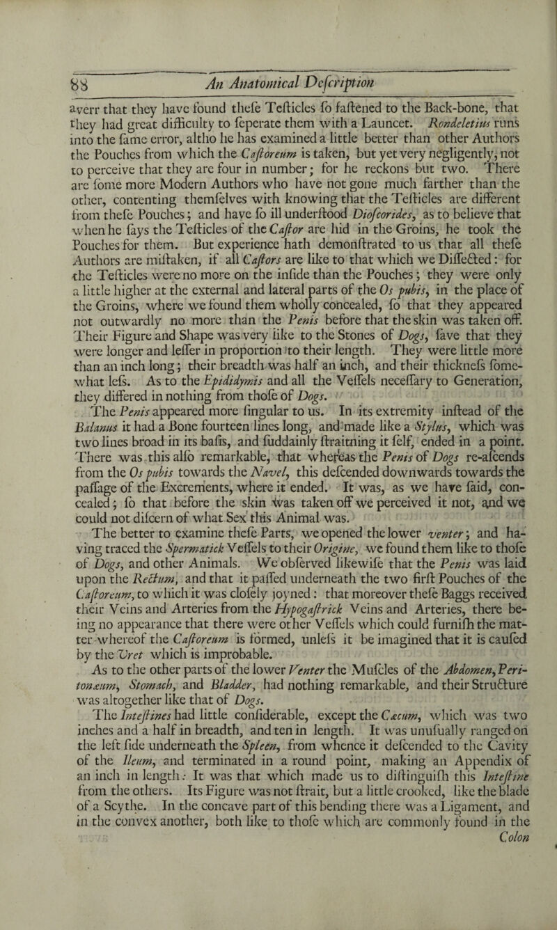 8b An Anatomical Dcfcnptwn averr that they have found thefe Tefticles fo f aliened to the Back-bone, that they had great difficulty to ffperate them with a Launcet. Rondeletius runs into the fame error, altho he has examined a little better than other Authors the Pouches from which the Caftoreum is taken, but yet very negligently, not to perceive that they are four in number; for he reckons but two. There are fome more Modern Authors who have not gone much farther than the other, contenting themfelves with knowing that the Tefticles are different from thefe Pouches; and have fb ill underftood Diofcorides, as to believe that when he fays the Tefticles of thcCafior are hid in the Groins, he took the Pouches for them. But experience hath demonftrated to us that all thefe Authors are miftaken, if all Caftors are like to that which we Diffeded: for the Tefticles were no more on the infide than the Pouches; they were only a little higher at the external and lateral parts of the Os pubis, in the place of the Groins, where we found them wholly concealed, fo that they appeared not outwardly no more than the Penis before that the skin was taken off. Their Figure and Shape was very like to the Stones of Dogs, fave that they were longer and leffer in proportion ito their length. They were little more than an inch long; their breadth was half an inch, and their thicknefs fbme- what lefs. As to the Epididymis and all the Veffels neceffary to Generation, they differed in nothing from thofe of Dogs. The Penis appeared more fingular to us. In its extremity inftead of the Balanus it had a Bone fourteen lines long, and made like a Stylus, which was two lines broad in its bafts, and fuddainly ftraitning it fflf, ended in a point. There was this alio remarkable, that whereas the Penis of Dogs re-affends from the Os pubis towards the Navel, this deffended downwards towards the paffage of the Excrements, where it ended. It was, as we have laid, con¬ cealed ; fb that before the skin Ivas taken off we perceived it not, ^nd we could not difcern of what Sex this Animal was. The better to examine thefe Parts, we opened the lower venter; and ha¬ ving traced the Spermatick Veffels to their Origine, we. found them like to thofe of Dogs, and other Animals. We obffrved like wife that the Penis was laid upon the Rectum, and that it paffed underneath the two Hrffc Pouches of the Cafloreum, to which it was clofely joyned: that moreover thefe Baggs received their Veins and Arteries from the Hypogafirick Veins and Arteries, there be¬ ing no appearance that there were other Veffels which could furnifhthe mat¬ ter -whereof the Caftoreum is formed, unlefs it be imagined that it is cauffd by the Vret which is improbable. As to the other parts of the lower Venter the Muffles of the Abdomen,Peri- tonxum, Stomach, and Bladder, had nothing remarkable, and their Structure was altogether like that of Dogs. The Inteftines had little conftderable, except the C&cum, which was two inches and a half in breadth, and ten in length. It was unufually ranged on the left fide underneath the Spleen, from whence it deffended to the Cavity of the Ileum, and terminated in a round point, making an Appendix of an inch in length: It was that which made us to diftinguifh this Intefiwe from the others. Its Figure was not ftrait, but a little crooked, like the blade of a Scythe. In the concave part of this bending there was a Ligament, and in the convex another, both like to thoff which are commonly found in the Colon