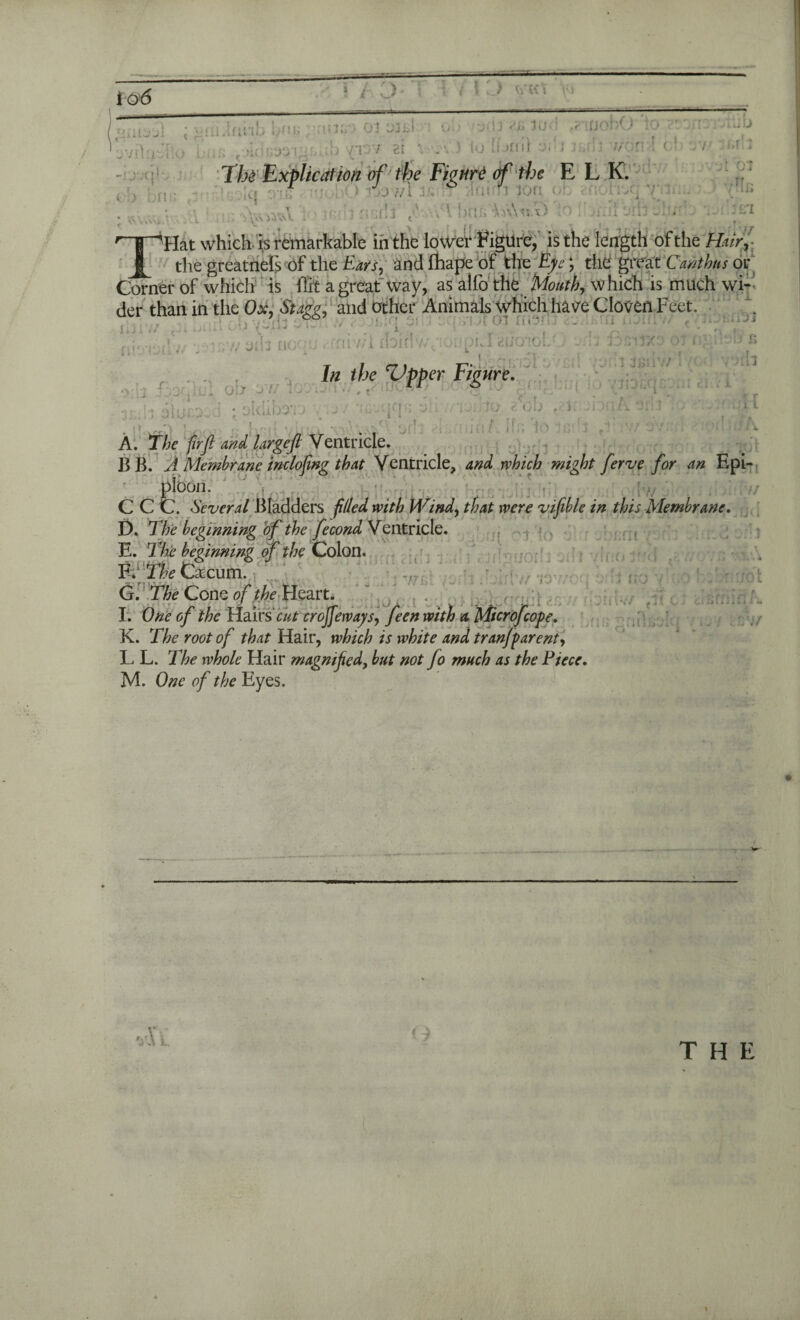 io6 iii.lfinb bm; . ana 03 trtci • -'tKiavJi lo(! ,?iuobO to a vtirAUb Lvihit.'i'O Lub <■ jidcas'igwh '{13V ei ivjVJ tolbriilt 3!:j won I <;■ 37/tup Th Explication of the FignrO of the ELK. . ' . < : < n :f!j fjfic:o ; -i. r | ^Hat which is remarkable in the lower Figure, is the length of the Hair, the greatneis of the Ears, and fhape of the Eye; the great Can thus or Corner of which is flit a great way, as alfo the Month, which is much wi¬ der than in the Ox, Stagg, Animtik whirh Clrtis^fi Peer iliiv/ pi taiil ob >'3113 3 i fli- -ioilv/ ^1B7/9U1 nocju tffiiv/1 doid' ■' 13 ■,-jI 1 wicnol/ L q c'iol n iijin>*/ , fir/ijxe ot l ;l 3Bi 1V/ ! fi ■Hi r . In the Vpper Figure. • dibo’i ; : ; '■ / . • ! \ Tf A. The fir ft and large ft Ventricle. ]3 B .A Membrane incloftng that Ventricle, and which might fterve for an Epi¬ ploon. C C C. Several Bladders filed with Wind, that were vifible in this Membrane. D. The beginning of the fecond Ventricle. E. The beginning of the Colon. F. ;rkclcum G. The Cone of the Heart. . • I. One of the Hairs'cH crojfeways, feen with a Microfcope. K. The root of that Hair, which is white and tranfparent, L L. The whole Hair magnified, but not fo much as the Piece. M. One of the Eyes. '•oyoih e.’i vlf'O ir'd T v 1 . 10” .4 no v vXl f i THE