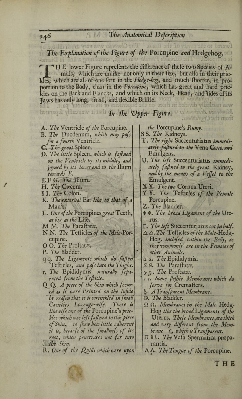 / The Explanation of the Figure of the Porcupine and Hedgehog. THE lower Figure reprefents the difference of thefe two Species of A- mals, which are unlike not only in their fize, but alio in their pric¬ kles, which are all of one fort in the Hedge-hog, and much fhorter, in pro¬ portion to the Body, than in the Porcupine, which has great and hard pric¬ kles on the Back and Flancks, and which on its Neck, Head, aiuTftdes of its Jaws has only long, final], and flexible Briftle. In the Zipper Figure. A. The Ventricle of the Porcupine. B. The Duodenum, which may pafs for a fourth Ventricle. G. The great Spleen. ■ — * D. The little Spleen, which is fafined on the Ventricle by its middle, and joyned by its lower end to the Ilium towards E. E F G. The Ilium. H. The Caecum. 11. The Colon. K. The external Ear like to that of a Man’s. L. One of the Porcupines great Teeth, as big as the Life. r < M M. The Paraftatae. N N. The Tefticles of the Male-Por¬ cupine. 0 0. The Proftatae. P. The Bladder. q q. The Ligaments which do faflen Tefticles, and pafs into the Thighs. r, The Epididymis naturally Jepa- rated from the Tefticle. QJi A piece of the Skin which feem- ed as it were Printed on the in fide by redfen that it is wrinckled in Jmall Cavities Lozenge-wife. There is likewife one of the Porcupine’s pric¬ kles which was left fafined to this piece of Skin, to fijew how little adherent it is, bccat fe of the fmallnefs of its root, which penetrates not far into s'; the Skin. R. One of the Quills which were upon the Porcupine’s Rump. SS. The Kidneys. T. The right Succenturiatus immedi¬ ately fafined to the Vena Cava and Emulgens. U. The left Succenturiatus immedi¬ ately fafined to the great Kidney, and by the means of a Vejfel to the Emulgent. X X. The two Cornua Uteri. Y Y. The Tefticles of the Female Porcupine. Z. The Bladder. $ $. The broad Ligament of the Ute¬ rus. T. The left Succenturiatus cut in half. A A. The Tefticles of the M^-Hedg- Hog. inclojed within the Belly, as they commonly are in the Females of other Animals. oc cl. The Epididymis. j3 /?. The Paraftatse. y y. The Proftatae. e e. Some flefhie Membranes which do ferve for Cremafters, §. A Tranfparent Membrane. 0. The Bladder. Ci Cl. Membranes in the Male Hedg- Hog like the broad Ligaments of the Uterus. Thefe Membranes,are thick and very different from the Mem¬ brane £, which is Tranfparent. n 0 G. The Vafa Spermatica prsepa- rantia. A A. The Tongue of the Porcupine.