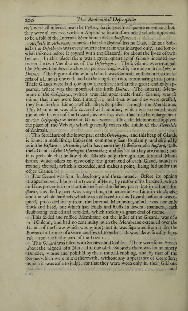 tus s were all inferred near the Cyfiici, having each a feparate entrance ;; but they were all covered with an Appendix like a Caruncle, which appeared to be a fold of the Internal Membrane of the Inteftme. w . Ariftotle in Atkc nates, remarks that the Bttftard has no Craw. In our Sub¬ jects the Oefophagus was every where ftrait: it was iniarged only, and fbme- whatthikned before it joyned with the Gizzard, for about the (pace of two Inches. In this place there was a great quantity of Glands inclofed be¬ tween the two Membranes of the Oefophagus. Thefe Glands were ranged like Honey-Combes: each was peirced lengthwife, forming a little Tube or Ductus. The Figure of the whole Gland was Conical, and about the thick- nefs of a Line at one end, and of the length of two, terminating in a point. Thefe Glands were laid one upon the other, fo that the great end only ap¬ peared, where was the mouth of the little Ductus. The internal Mem¬ brane of the Oefophagus, which was laid upon thefe fmall Glands, was fb thinn, that they were feen through it, and that when they were preffed, they lent forth a Liquor which like wife palled through the Membrane. This Membrane was alfo covered with another, which was extended over the whole Cavitie of the Gizard, as well as over that of the enlargement of the Oefophagus where the Glands were. This laft Membrane fupplyed the place of the Velvet, which generally covers the inlide of the Ventricle of Animals. This StruTure of the lower part of the Oefophagus, and this heap of Glands is found in moft Birds, but is not commonly feen fb plainly and diftigCtly. as in the Bttftard. Arantius, who has made the DiffeCtion of a Buftard, calls thefe Giands of the Oefophagus, CartmcuU; and fay’s that they are round; but it is probable that he faw thofe Glands only through the Internal Meul- brane, which offers to view only the great end of each Gland, which is round; the reft, which is extended, and makes a point, being hid under the other Glands. , .■ The Gizard Was four Inches long, and three broad. Before its opning it appeared very like to the Gizard of Hens, by reafon of its hardnefs, which in Hens proceeds from the thicknefs of the flefhey part: but in all our Bu- ftards, this flefhy part was very thin, not exceeding a Line in thicknels.; and the whole hardnefs which was obferved in this Gizard before it was o- pned, proceeded folely from the Internal Membrane, which was not only thick and hard, but which had Folds and Ruffs in leveral manners ; each Ruff being frizled and refolded, which took up a great deal of roome. This folded and ruffled Membrane on the infide of the Gizard, was of a gold Colour, and had no continuity with the Membrane extended over the Glands of the Craw which was white; but it was feparated from it like the .Seams of a Lining of a Garment fowed together : It was like wife ealiiy fepa- rable from the flefhy part of the Gizard. This Gizard was filled with Stones and Doubles: There were fome Stones about the bignefs of a Nut. In one of the Sdbje&s there was found ninety Doubles, worne and polifh’d by their mutual rubbing, and by that of the Stones which were mix’d therewith, without any appearance of Corrofion; which it was eafie to judge, for that they were worn only in their Gibbous ... ; and