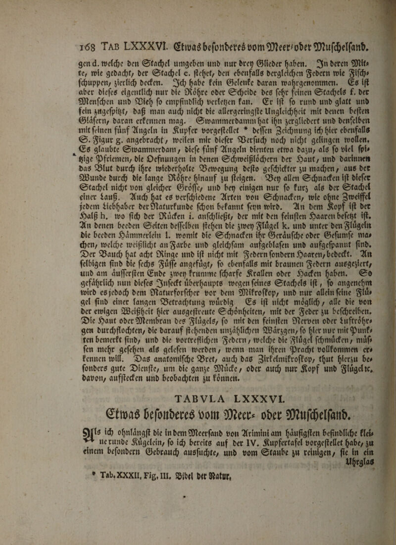 i<58 Tab LXXXVI. bcfonkteS »om ^Dleec' ober OTufdjelfattb. gcnd. weiche ben ®tac^ct umgeben unb nur brep ©Heber fj«ben. 3n beren SDNf* te, tbie gebachf/ ber ©fachel e. fielet/ ben ebenfalls berglcicfycn Sehern wie Sif#* fchuppen/ jterltd) beefen. 3d; habe fein ©clcnfc baran roahrgenommen. ©s Ift aber biefes eigentlich nur bie SXohre ober ©chcibe bcs fe^r feinen ©facheis f. ber SÖtcnfcftcn unb Bieh fo cmpftnbfid? berieten fan. ©r ifi fo runb unb glatt unb fein ^ugefpitjt/ ba$ man auch nicht bie aflergeringjfe Ungleichheit mit betten bewert ©lafern/ baran ernennen mag. ©tbammerbamnt hat i^n jerglicberf unb bcnfclbett mit feinen fünf Tingeln in Tupfer borgefteflet * beffen Zeichnung ich hier ebenfalls angebracht/ mcilen mir biefer Berfuch noch nicl)f gelingen wollen. ©S glaubte ©tbamnterbam / biefe fünf Tingeln bienten etwa baju/ als fo biel fpi# ^tjige ^Pfriemen/ bie Oeftumgen in benen ©chweifdochern ber Kauf/ unb barinne» bas Blut burch i^re wieberholte Bewegung beffo gefd/tefter ju machen/ aus bec QBunbe burch bie lange Sichre hinauf ju fteigen. Bep allen ©ehnaefen i|f blefec ©tachel nicht bon gleicher ©reffe/ unb bet? einigen nur fo furj als ber ©fad?et einer lauf?. Tluch hat es berfchtebene Tlrfett bon ©ehnaefen/ tble ohne 3n?eiffcl jebem Uebhaber berÖiaturfunbe fchon befannt fepn wirb. Tin bem Äopf iß bec Kalfj h. tvo fich ber Dvücfen i. anfd;lieft/ ber mit ben feinten paaren befeljt i|L Tin benen beeben ©eiten beffclben flehen bie jroepglügcl k. unb unter ben Segeln bie beeben Kämmerlein 1. womit btc ©ehnaefen ihr ©eraufche ober ©efurnfe ma# chen/ melche weijjlicht an§arbe unb gleid;fam aufgeblafen unb aufgefpannt ftnb. SDer Baud) haf acht Oitnge unb iff nicht mit Gebern fonbemKaaren/bcbccft. Tttt felbigen ftnb bie fechs Suffe angefügt/ fo ebenfalls mit braunen Sehern ausgejierf/ unb am aufferften ©nbc jwep fruntme fcharfe prallen ober Kacfen haben, gefährlich nun biefes 3nfecft Überhaupts wegen feines ©fachelS ift, fo angenehm wirb esjeboch bem Sftaturforfcher bor bem SDftfroffcp/ unb nur allein feine Sw* gcl ftnb einer langen Betrachtung wütbig ©s ifl nicht möglich/ «He bie bon ber ewigen 2Bcipett hier «usgeflveufe ©chonheifen/ mit ber Seber ju bcfd)reiben. 3>ie Kaut ober Membran bes SlügelS/ f° mit ben feinden (Werben ober iuftrohr* gen burdhfiochfett/ bie barauf flehenben unehlichen SBarjgen/fo hier nur mit <puttf* ten bemerft finb/ unb bie bortreflid)en Sehern/welche bie Slügel fehmüefen/ müf* fen mehr gefehen als gelefett werben / wenn man ihren spracht bollfommen er# fennen tbiH. £>as anatomifche Bret/ auch bas 3irfclmifroffop/ t^ut hierzu be# fottbers gute XMcnffe/ um bie ganje SJTucfe / ober auch nur ßopf unb Segelte, baboiv anfdeefen unb beobachten ju fonnen. TABVLA LXXXVI. befonbece^ tiotit ober 9JZufdjelf«tt&, Qjls ich ohnlattgd bie in bem (Oteerfanb bon Tlriminiam hauftgffen beftnblichc fiel# ** tterunbe ^ügclcitt/ fo ich bereits auf ber IV. jUtpfertafel borgefteHef h«be/ju einem befonbern ©ebrauch ausfud;te/ unb bom ©taube &u reinigen/ fte in ein ti^rgla® • Tab, xxxii, Fig, in, Söibti btriBatur«
