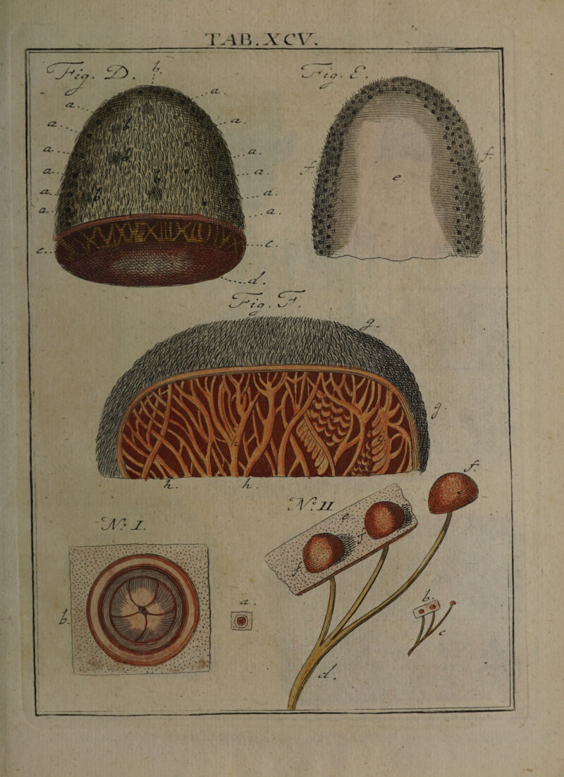 l'Avr. ■» *_ a. JjM 11.'.'; l’-AB. XCV.