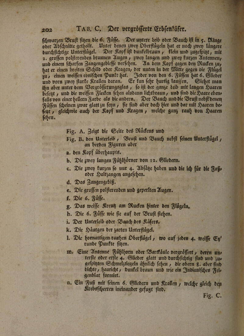 \ 4 '■ * '' '' fd;wat&en 33ruj? ft^cn bie 6. Suffe. £>et untere iüb ober 35aud? ifi in 5» Dünge ober 2lbfd?nittc geteilt. Unter benen jmep Obcrfiugcln §at er nod? jwetj tangere burcfyftd?tlgc Unterffiigel. S>er A^opf ift bunfclbraun , f lein unb jugefpi^t, mit 2. grojten poljtcrenben braunen klugen f jwet) langen unb &mep furjen Antennen/ unb einem fcfrarfen ^angengebieffe »erfe^en. Hn bem £opf gegen ben CKucfen ju/ £at er einen breiten ©d>llb ober Äragen/ ber unten in ber 5Jlitte gegen bie Sfuget ju / einen welfTcn conifcben ^unft ^at. *>on ben 6. güffen fyat 6. ©Heber unb norn &wet) jlarfe drallen baran. ©r fan fe^r ^urfig tauffen. ©ic^et man if>n aber unter bem SBergrofferungsglas , fo ift ber gan&e itlb mit langen paaren befc^f / unb bie weiffen gierten fc^en aisbann Hcfttbraun, unb (Tnb bie $aare eben# falls non einer Reitern gatbe als bie anbern. £)cr 33aud) unb bie 33ruft nebfi'benen güffen fdbeinen &n?ar glatt jtt fcpn, fte ftnb aber bod? ^ier unb bar mit paaren be# fe$t, gleichwie auefy ber $opf unb fragen / tveld?e gan& raufc von paaren feiert* Fig. A. 3^8* ©eite beä Dtucfcns unb Fig. B. ben Unterleib t 35rufi unb 33a ad? nebf? feinen Unter {luget / an beeben giguren aber a. ben $opf überhaupt*. b. XHe pnep langen gu^t^orner non 12, ©fiebern» c. Die jmctj furjen fo nur 4. 2lbfd£e ^aben unb bie \fy fwr bie gaß# ober £>alt$angen angefe^cn. d. £>as gangengebijj. e. X)ie groffen polßcrenbcn unb geperlten 2Cugen» f. 3>ie 6. guffe» g. £>as mciffe $teu$ am Düicfcn hinter ben glugeln. h. X>ie 6, gufle tote fte auf ber 35rufi fielen» i. £>er Unterleib ober 33aud? bcs Hafers* k. £>ie ©auf gen ber garten Unterflügel. l. 2>lc kornartigen rauben Oberflugei / tt>o auf /eben 4» tnciffe <£tf runbe fünfte jtfjen. m» ©ine Antenne gui^om ober S5arrfäule »ergröffert , beren un# terfle ober crfle 4. ©lieber glatt unb burd;flcbtig ftnb unb ju# gefpi^ten ©dbmeljticgeln d^nlidb fefeen , bie obern 8. aberfinb bid/fe f kaaridbt t bunfe! braun unb mie ein ^nbianift^es genblat formirt, n. ©in gufj mit feinen 6. ©liebem unb Graden / tvcfd&e gleicf; ben Ärebsfd;eeren ineinanber gefugt ftnb» Fig. C,