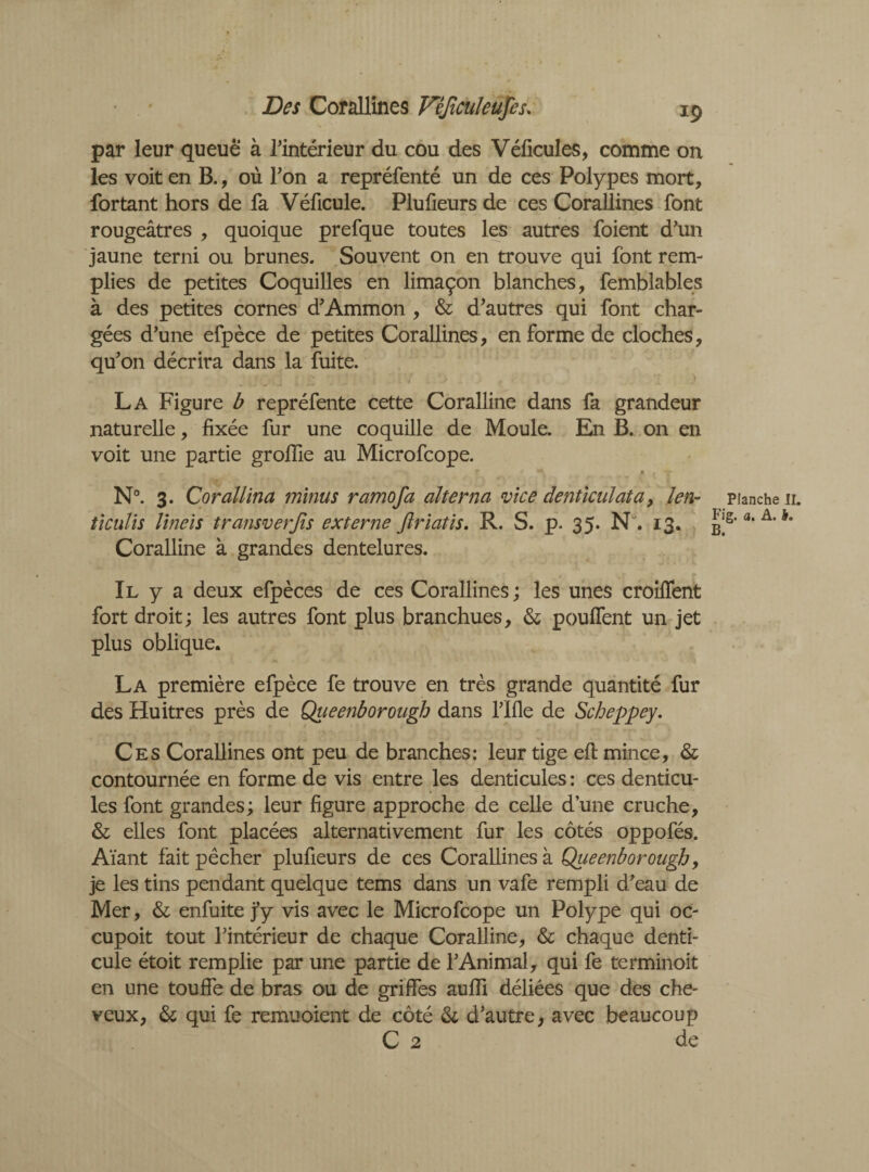 par leur queue à l’intérieur du cou des Véficules, comme on les voit en B., où l’on a repréfenté un de ces Polypes mort, fortant hors de fa Véficule. Plufieurs de ces Corallines font rougeâtres , quoique prefque toutes les autres foient d’un jaune terni ou brunes. Souvent on en trouve qui font rem¬ plies de petites Coquilles en limaçon blanches, femblables à des petites cornes d’Ammon , & d’autres qui font char¬ gées d’une efpèce de petites Corallines, en forme de cloches, qu’on décrira dans la fuite. « . J 1 .’é - 1 . !.V i ' « La Figure b repréfente cette Coralline dans fa grandeur naturelle, fixée fur une coquille de Moule. En B. on en voit une partie grolïïe au Microfcope. r f » • *r* N°. 3. Corallina minus ramofa alterna vice denticulata, len- piancheii. ticulis lineïs transverjis externe ftriatis. R. S. p. 35. Nu. 13. a‘ A‘h' Coralline à grandes dentelures. Il y a deux efpèces de ces Corallines ; les unes croiffent fort droit; les autres font plus branchues, & pouffent un jet plus oblique. La première efpèce fe trouve en très grande quantité fur des Huitres près de Queenborough dans rifle de Scheppey. Ces Corallines ont peu de branches: leur tige eft mince, & contournée en forme de vis entre les denticules : ces denticu- les font grandes; leur figure approche de celle dune cruche, & elles font placées alternativement fur les côtés oppofés. Aïant fait pêcher plufieurs de ces Corallines à Queenborough, je les tins pendant quelque tems dans un vafe rempli d’eau de Mer, & enfuite j’y vis avec le Microfcope un Polype qui oc- cupoit tout l’intérieur de chaque Coralline, & chaque denti- cule étoit remplie par une partie de l’Animal, qui fe terminoit en une touffe de bras ou de griffes aufîi déliées que des che- veux, 6c qui fe remuoient de côté & d’autre, avec beaucoup C 2 de