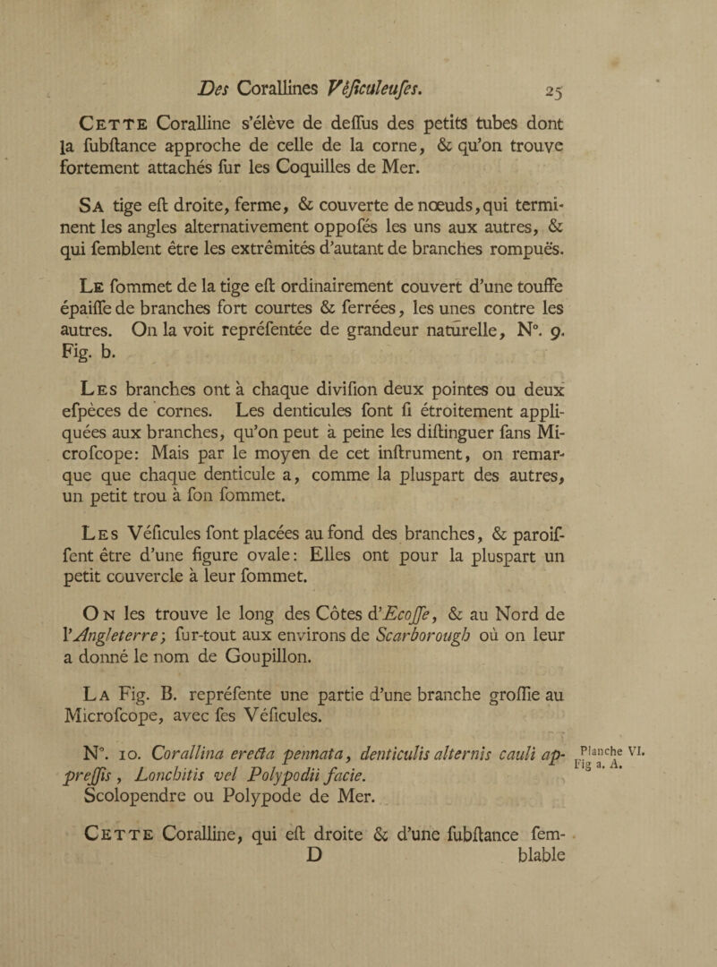 Cette Coralline s’élève de deffus des petits tubes dont la fubftance approche de celle de la corne, & qu’on trouve fortement attachés fur les Coquilles de Mer. Sa tige eft droite, ferme, & couverte de noeuds,qui termi¬ nent les angles alternativement oppofés les uns aux autres, & qui femblent être les extrémités d’autant de branches rompues. Le fommet de la tige eft ordinairement couvert d’une touffe épaiffe de branches fort courtes & ferrées, les unes contre les autres. On la voit repréfentée de grandeur naturelle, N°. 9. Fig. b. Les branches ont à chaque divifion deux pointes ou deux efpèces de cornes. Les denticules font fi étroitement appli¬ quées aux branches, qu’on peut à peine les diftinguer fans Mi¬ cro fcope: Mais par le moyen de cet inftrument, on remar¬ que que chaque denticule a, comme la pluspart des autres, un petit trou à fon fommet. Les Véficules font placées au fond des branches, & paroif- fent être d’une figure ovale : Elles ont pour la pluspart un petit couvercle à leur fommet. On les trouve le long des Côtes à’EcoJJe, & au Nord de P Angleterre ; fur-tout aux environs de Scarborough où on leur a donné le nom de Goupillon. La Fig. B. repréfente une partie d’une branche groffie au Micro fcope, avec fes Véficules. N°. 10. Coraîlina ereCîa pennata, dentïculis alter nis caulï ap- prejfïs , Lonchitïs vel Polypodii facie. Scolopendre ou Polypode de Mer. Cette Coralline, qui eft droite & d’une fubftance fem- D blable Planche VI. Fig a. A.