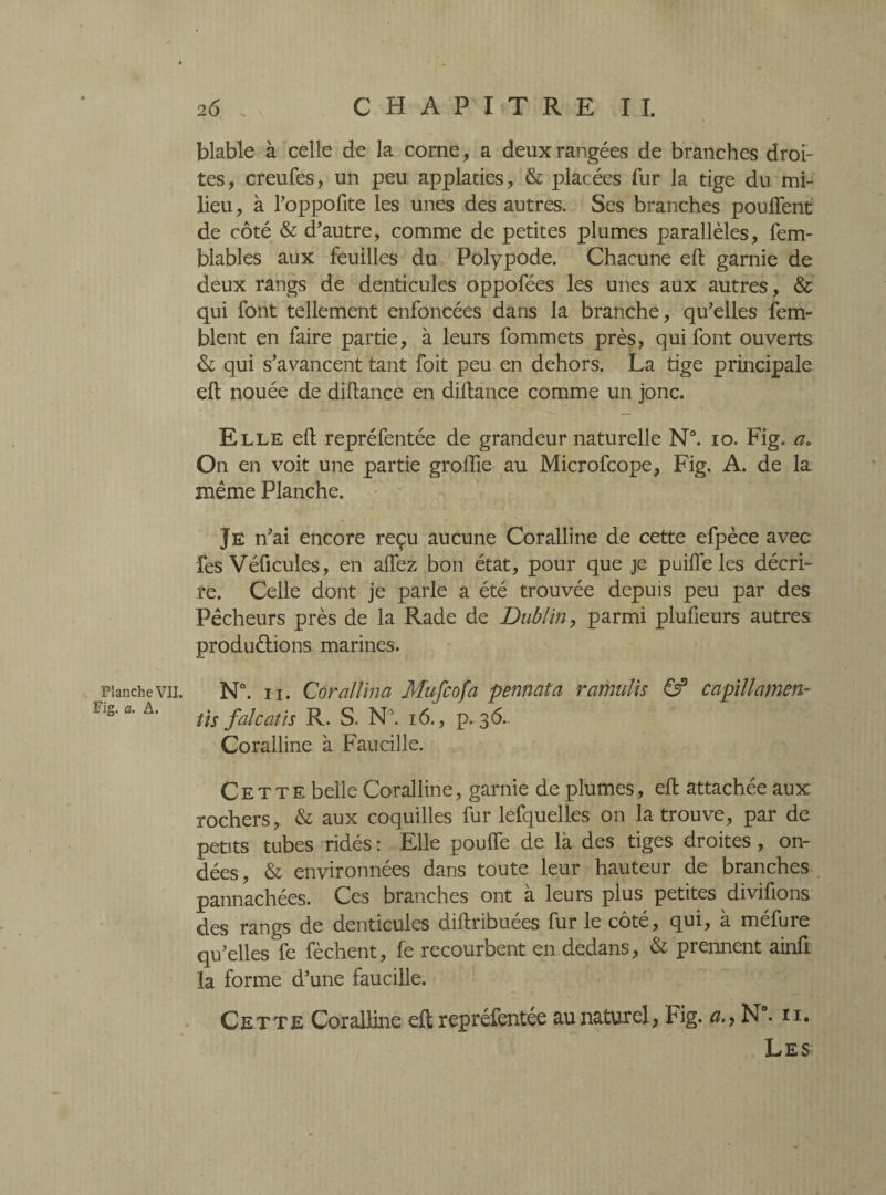 Fig. a. A. 26., CHAPITRE IL blable à celle de la corne, a deux rangées de branches droi¬ tes, creufes, un peu applaties, & placées fur la tige du mi¬ lieu, à l’oppofite les unes des autres. Ses branches pouffent de côté & d’autre, comme de petites plumes parallèles, fem- blables aux feuilles du Polypode. Chacune eft garnie de deux rangs de denticules oppofées les unes aux autres, & qui font tellement enfoncées dans la branche, qu’elles fem- blent en faire partie, à leurs fommets près, qui font ouverts & qui s’avancent tant foit peu en dehors. La tige principale eft nouée de diftance en diftance comme un jonc. Elle eft repréfentée de grandeur naturelle N°. 10. Fig. a. On en voit une partie groïïie au Microfcope, Fig. A. de la même Planche. Je n’ai encore reçu aucune Coralline de cette efpèce avec fes Véficules, en allez bon état, pour que je puiffe les décri¬ re. Celle dont je parle a été trouvée depuis peu par des Pêcheurs près de la Rade de Dublin, parmi plufieurs autres productions marines. tis fnlcat is R. S. N\ 16., p.36. Coralline à Faucille. Cette belle Coralline, garnie de plumes, eft attachée aux rochers, & aux coquilles fur lefquelles on la trouve, par de petits tubes ridés : Elle pouffe de là des tiges droites, on¬ dées, & environnées dans toute leur hauteur de branches pannachées. Ces branches ont à leurs plus petites divifions des rangs de denticules diftribuées fur le côté, qui, à méfure qu’elles fe fèchent, fe recourbent en dedans, & prennent ainft la forme d’une faucille. Cette Coralline eft repréfentée au naturel, Fig. a., N. n. Les