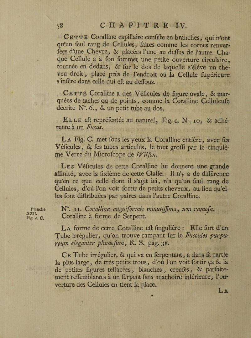 Planche XXII. Fig- c. C. 58 C-H À P I T R E ÏV. Cette Coralline capillaire confifte en branches, qui n’ont qu’un feul rang de Cellules, faites comme les cornes renver- fées d’une Chèvre, & placées l’une au defliis de l’autre. Cha¬ que Cellule a à fon fommet une petite ouverture circulaire, tournée en dedans, & fur le dos de laquelle s’élève un che¬ veu droit, placé près de l’endroit où la Cellule fupérieure s’infére dans celle qui eft au deffous. Cette Coralline a des Véficules de figure ovale, & mar¬ quées de taches ou de points, comme la Coralline Celluleufe décrite N°. 6., & un petit tube au dos. Elle efl repréfentée au naturel, Fig. c. N°. 10, & adhé¬ rente à un Fucus. La Fig. C. met fous les yeux la Coralline entière, avec fes Véficules, & fes tubes articulés, le tout groffi par le cinquiè¬ me Verre du Microfcope de TVilfon. Les Véficules de cette Coralline lui donnent une grande affinité, avec la fixième de cette Clalfe. Il n’y a de différence qu’en ce que celle dont il s’agit ici, n’a qu’un feul rang de Cellules, d’où l’on voit fortir de petits cheveux, au lieu qu’el¬ les font diflribuées par paires dans l’autre Coralline. N9. 11. CoraMna anguiformîs minutijjîma, non ramofa; Coralline à forme de Serpent. La forme de cette Coralline eft fingulière : Elle fort d'un Tube irrégulier, qu’on trouve rampant fur le Fucoides pur pu- reum eleganter plumofum> R. S* pag. 38. Ce Tube irrégulier, & qui va en ferpentant, a dans fa partie la plus large, de très petits trous, d’où l’on voit fortir çà & là de petites figures teftacées, blanches , creufes, & parfaite¬ ment relfemblantes à un ferpent fans mâchoire inférieure; l’ou¬ verture des Cellules en tient la place. La