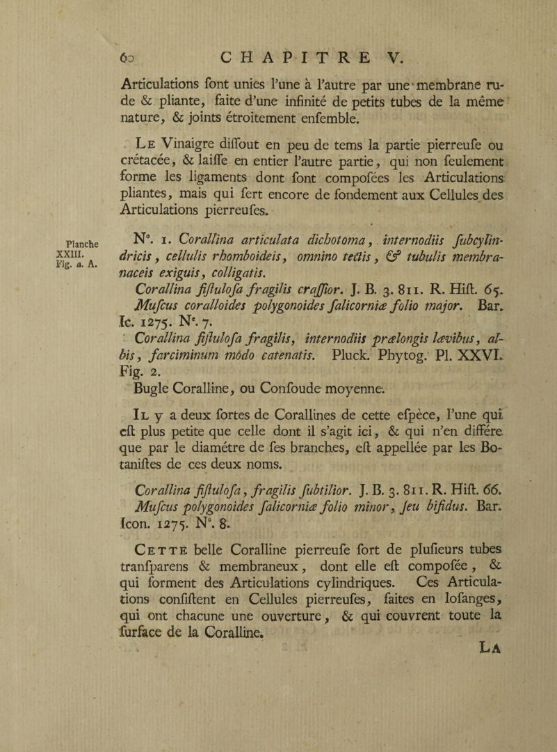 Planche XXIII. Fig. a. A. 6o CHAPITRE V. Articulations font unies Tune à Fautre par une‘membrane ru¬ de & pliante, faite d’une infinité de petits tubes de la même nature, & joints étroitement enfemble. Le Vinaigre diffout en peu de tems la partie pierreufe ou crétacée, & laiffe en entier Fautre partie, qui non feulement forme les ligaments dont font compofées les Articulations pliantes, mais qui fert encore de fondement aux Cellules des Articulations pierreufes. N°. i. CoralUna articulât a dichotoma, Inter nodus fubcylin* dricis, cellulis rhomboideis, omnino teClis, & tubulis membra- naceis exiguis, colligatis. Corallina fiftulofa fragilis crajfior. J. B. 3, 811. R. Hill. 65. Mufcus coralloides polygonoides falicorniœ folio major. Bar. Ic. 1275. Ne. 7. Corallina Jljlulofa fragilis, inter no dits prœlongis lœvibus, al- bis, faremmum modo catenatis. Pluck. Phytog. PI. XXVL Fig. 2. Bugle Coralline, ou Confoude moyenne. Il y a deux fortes de Corallines de cette efpèce, Fune qui cil plus petite que celle dont il s’agit ici, & qui n’en diffère, que par le diamètre de fes branches, eft appellée par les Bo- taniftes de ces deux noms. » Corallina fiftulofa, fragilis fubtilior. J. B. 3. 811. R. Hift. 66. Mufcus polygonoides falicorniœ folio minor, Jeu bifidus. Bar. Icon. 1275. N°. g. Cette belle Coralline pierreufe fort de plufieurs tubes tranfparens & membraneux, dont elle eft compofée , & qui forment des Articulations cylindriques. Ces Articula¬ tions confiftent en Cellules pierreufes, faites en lofanges, qui ont chacune une ouverture, & qui couvrent toute la furface de la Coralline. La