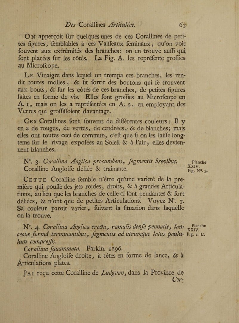 O N apperçoit fur quelques unes de ces Corallines de peti¬ tes figures, femblables à ces Vaiffeaux féminaux, qu’on voit fou vent aux extrémités des branches: on en trouve aufll qui font placées fur les côtés. La Fig. A. les repréfente grofiies au Microfcope. Le Vinaigre dans lequel on trempa ces branches, les ren¬ dit toutes molles , & fit fortir des boutons qui fe trouvent aux bouts, & fur les côtés de ces branches, de petites figures faites en forme de vis. Elles font grofiies au Microfcope en A. 1, mais on les a repréfentées en A. 2, en employant des Verres qui grofiilToient davantage. Ces Corallines font fouvent de différentes couleurs: Il y en a de rouges, de vertes, de cendrées, & de blanches; mais elles ont toutes ceci de commun, c’efi: que fi on les lailfe long- tems fur le rivage expofées au Soleil & à l’air, elles devien¬ nent blanches. N°. 3. Corallina Anglic a procumbent, fegmentis brevibus. Coralline Angloife déliée & trainante. Cette Coralline femble n’être qu’une variété de la pre¬ mière qui pouffe des jets roides, droits, & à grandes Articula¬ tions, au lieu que les branches de celle-ci font pendantes & fort déliées, & n’ont que de petites Articulations. Voyez N°. 3. Sa couleur paroit varier, fuivant la fituation dans laquelle on la trouve. N°. 4. Corallina Anglic a ereCla, ramulis denfe pennatis, lan- x^nche ceo la forma terminantibus, fegmentis adutrumque latus paulu- Fig. c. a lum comprejjis. Corallina fquammata. Parkin. 1296. Coralline Angloife droite, à têtes en forme de lance, & à Articulations plates. J’ai reçu cette Coralline de Luclgvan, dans la Province de Cor- Planche XXIV. Fig. N°. 3.
