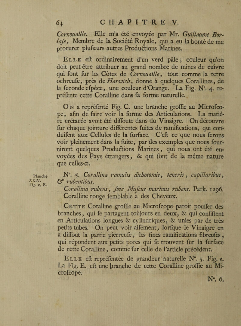 Planche XXIV. i e. E. 6\ CHAPITRE V. Cornouaille. Elle m’a été envoyée par Mr. Guillaume Bor- lofe, Membre de la Société Royale, qui a eu la bonté de me procurer plufieurs autres Productions Marines. Elle efl ordinairement d’un verd pâle; couleur qu’on doit peut-être attribuer au grand nombre de mines de cuivre qui font fur les Côtes de Cornouaille, tout comme la terre ochreufe, près de Harwich, donne à quelques Corallines, de la fécondé efpèce, une couleur d’Orange. La Fig. N°. 4. re¬ préfente cette Coralline dans fa forme naturelle. O n a repréfenté Fig. C. une branche groiïie au Microfco- pe, afin de faire voir la forme des Articulations. La matiè¬ re crétacée avoit été diffoute dans du Vinaigre. On découvre fur chaque jointure différentes fuites de ramifications, qui con- duifent aux Cellules de la furface. C’efl ce que nous ferons voir pleinement dans la fuite, par des exemples que nous four¬ niront quelques Productions Marines, qui nous ont été en¬ voyées des Pays étrangers, & qui font de la même nature que celles-ci. N’. 5. Corallina ramulis dichotomis, teneris, capillaribus, Cf rubentibus. Corallina rubens, Jive Mufcus marinus rubens. Park. 1296. Coralline rouge femblable à des Cheveux. Cette Coralline groffie au Microfcope paroit pouffer des branches, qui fe partagent toujours en deux, & qui confident en Articulations longues & cylindriques, & unies par de très petits tubes. On peut voir aifément, lorfque le Vinaigre en a diffout la partie pierreufe, les fines ramifications fibreufes, qui répondent aux petits pores qui fe trouvent fur la furface de cette Coralline, comme fur celle de l’article précédent. Elle efl repréfentée de grandeur naturelle N*. 5. Fig. e. La Fig. E. efl une branche de cette Coralline groflie au Mi¬ crofcope. N°. 6.