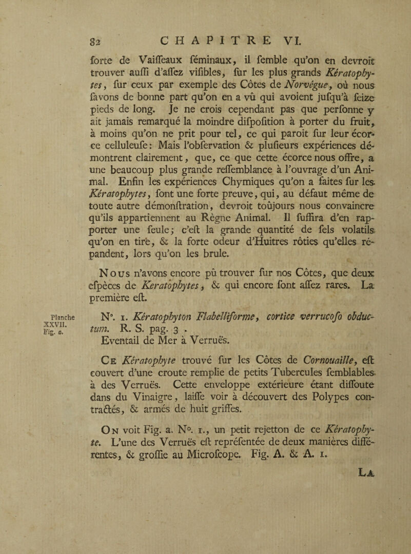 Planche XXVII. Fig. a. 82 C H A P I T R E VI. forte de Vaiffeaux féminaux, il femble qu'on en devroît trouver auffi d’affez vifibles, fur les plus grands Kératophy- tes, fur ceux par exemple des Côtes de Norvégue, où nous favons de bonne part qu'on en a vû qui avoient jufqu'à feize pieds de long. Je ne crois cependant pas que perfonne y ait jamais remarqué la moindre difpofltion à porter du fruit, à moins qu'on ne prit pour tel, ce qui paroit fur leur écor¬ ce celluleufe: Mais l’obfervation & plufieurs expériences dé¬ montrent clairement, que, ce que cette écorce nous offre, a une beaucoup plus grande reffemblance à l'ouvrage d'un Ani¬ mal. Enfin les expériences Chymiques qu'on a faites fur les Kêratophytes, font une forte preuve, qui, au défaut même de toute autre démonflration, devroit toûjours nous convaincre qu'ils appartiennent au Règne Animal. Il fuffira d'en rap¬ porter une feule; c'eft la grande quantité de fels volatils qu'on en tire, & la forte odeur d'Huitres rôties qu'elles ré¬ pandent, lors qu’on les brûle. Nous n'avons encore pû trouver fur nos Côtes, que deux efpèces de Keratophytes, & qui encore font allez rares. La première efl. N°. i. Kêratophyton Flabelliforme, cortlce verrucofo obduc- lum. R. S. pag. 3 . Eventail de Mer à Verrues. Ce Kêraiophyte trouvé fur les Côtes de Cornouaille, eft couvert d’une croûte remplie de petits Tubercules femblables à des Verrues. Cette enveloppe extérieure étant dilfoute dans du Vinaigre, lailfe voir à découvert des Polypes con¬ trariés, & armés de huit griffes. On voit Fig. a. N°. 1., un petit rejetton de ce Kêratopby- te. L'une des Verrues efl repréfentée de deux manières diffé¬ rentes, & groffie au Microfcope. Fig. A. & A. 1. La