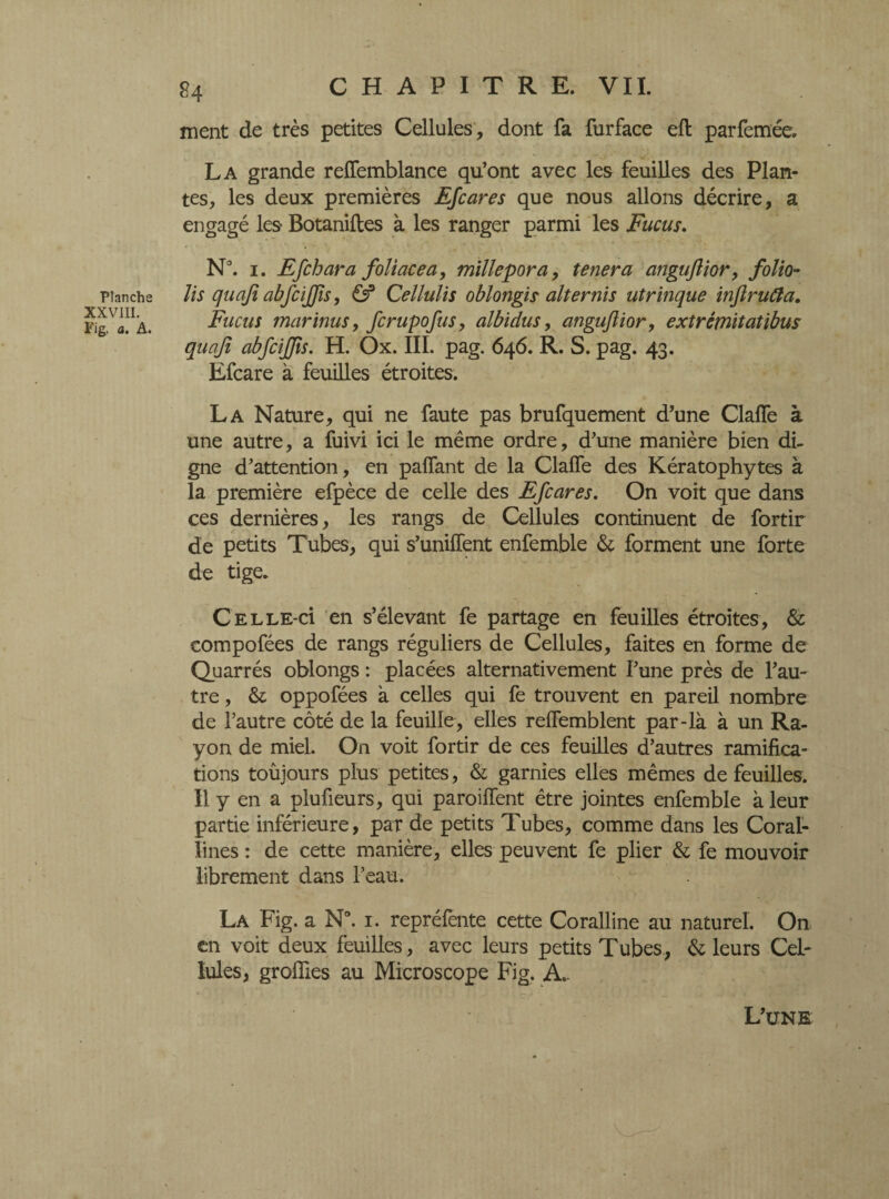 Planche XXVIII. ï'ig. a. A. 84 ment de très petites Cellules, dont fa furface eft parfemée. .. La grande relfemblance qu’ont avec les feuilles des Plan¬ tes, les deux premières EJcares que nous allons décrire, a engagé les Botaniftes à les ranger parmi les Fucus. N°. 1. Efchara foliacéa, millepora, tenera angujlior, folio- lis quaji abfcijfîs, & Cellulis oblongis alternis utrinque inflrufta. Fucus marïnus, fcrupofus, albidus, angujîior, extrêmitatibus quaji abfcijjis. H. Ox. III. pag. 646. R. S. pag. 43. Efcare à feuilles étroites. La Nature, qui ne faute pas brufquement d’une Clalfe à une autre, a fuivi ici le même ordre, d’une manière bien di¬ gne d’attention, en palfant de la Clalfe des Kératophytes à la première efpèce de celle des Efcares. On voit que dans ces dernières, les rangs de Cellules continuent de fortir de petits Tubes, qui s’unilfent enfemble & forment une forte de tige. Celle-ci en s’élevant fe partage en feuilles étroites, & compofées de rangs réguliers de Cellules, faites en forme de Quarrés oblongs : placées alternativement l’une près de l’au¬ tre , & oppofées a celles qui fe trouvent en pareil nombre de l’autre côté de la feuille , elles relFemblent par-là à un Ra¬ yon de miel. On voit fortir de ces feuilles d’autres ramifica¬ tions toûjours plus petites, & garnies elles mêmes de feuilles. Il y en a plufieurs, qui paroilfent être jointes enfemble à leur partie inférieure, par de petits Tubes, comme dans les Coral¬ lines : de cette manière, elles peuvent fe plier & fe mouvoir librement dans l’eau. La Fig. a N°. 1. repréfente cette Coralline au naturel. On en voit deux feuilles, avec leurs petits Tubes, & leurs Cel¬ lules, groffies au Microscope Fig. A. L’une