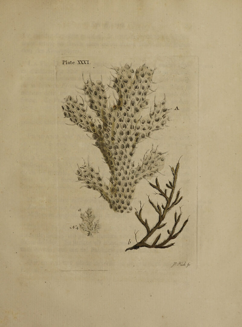 Plate XXXI