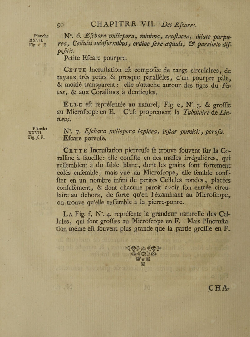 Planche XX VII. Fig. e. E. Planche XXVII. Fig./; F. 9c CHAPITRE VII. Des Efcares, N®. 6. Efchara millepora, minima, cruft ace a, dilute purpu¬ rea, Cellulis tubiformibus, ordine fere cequali9 & parellelo dift pofttis. Petite Efcare pourpre. Cette Incruftation eft compofée de rangs circulaires, de tuyaux très petits & presque parallèles, d'un pourpre pâle, & moitié transparent : elle s’attache autour des tiges du Fu¬ cus, & aux Corallines à denticules. Elle eft repréfentée au naturel, Fig. e, N°. 3. & groftie au Microfcope en E. Cell proprement la Tubulaire de Lin- nœus. N°. 7. Efchara millepora lapide a, inftar pumicis, porofa. Efcare poreufe. Cette Incruftation pierreufe fe trouve fou vent fur la Co¬ ralline à faucille: elle confifte en des malles irrégulières, qui reflemblent à du fable blanc, dont les grains font fortement colés enfemble; mais vue au Microfcope, elle femble confi- fter en un nombre infini de petites Cellules rondes, placées confufément, & dont chacune paroit avoir fon entrée circu¬ laire au dehors, de forte qu’en l’éxaminant au Microfcope,. on trouve qu’elle reifemble à la pierre-ponce. La Fig. f, N°. 4. repréfente la grandeur naturelle des Cel¬ lules, qui font groflies au Microfcope en F. Mais l’Incrufta- tion même eft fouvent plus grande que la partie groftie en F,. CHA*