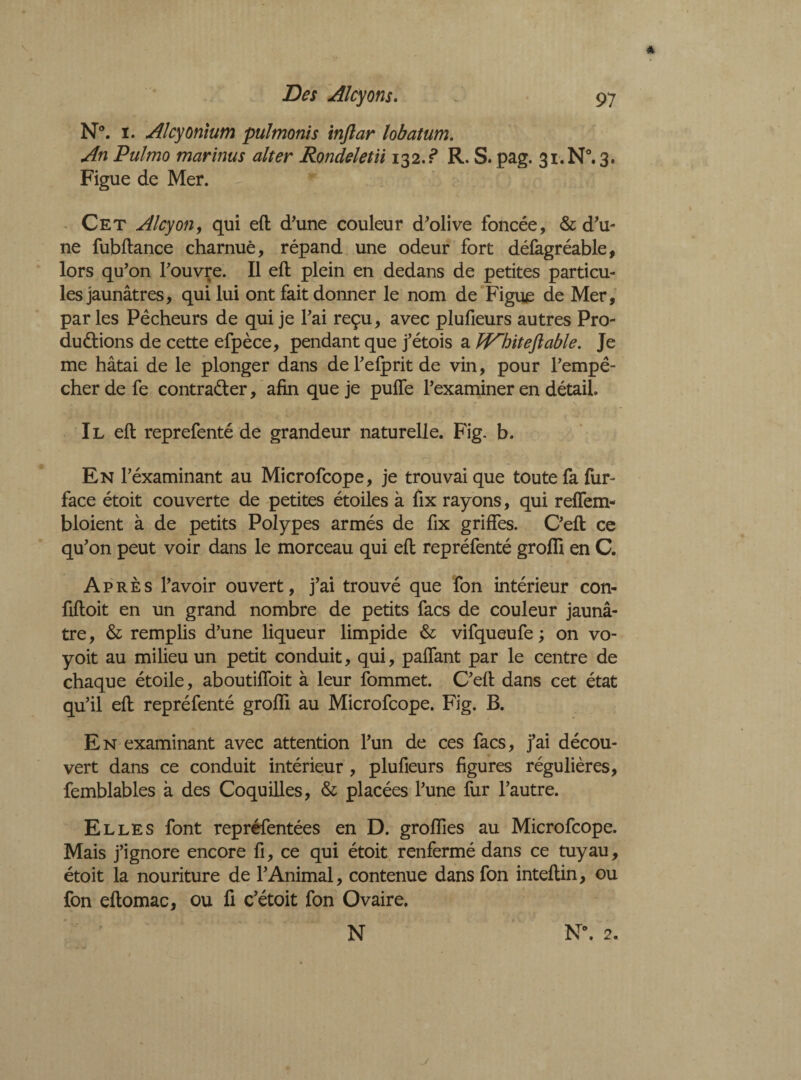 A Des Alcyons. N°. i. Alcyonium pulmonis inftar lobatum. An Pulmo marinus alter Rondeletn 132.? R. S. pag. 3i.N°.3. Figue de Mer. Cet Alcyon, qui eft d'une couleur d'olive foncée, & d'u¬ ne fubftance charnue, répand une odeur fort défagréable, lors qu’on l'ouvre. Il eft plein en dedans de petites particu¬ les jaunâtres, qui lui ont fait donner le nom de Figue de Mer, parles Pêcheurs de qui je l'ai reçu, avec plufieurs autres Pro¬ ductions de cette efpèce, pendant que j’étois a Pï^hiteft able. Je me hâtai de le plonger dans del'elpritde vin, pour l'empê¬ cher de fe contracter, afin que je pulfe l'examiner en détail. Il eft reprefenté de grandeur naturelle. Fig, b. En l'éxaminant au Microfcope, je trouvai que toute fa fur- face étoit couverte de petites étoiles à fix rayons, qui reffem- bloient à de petits Polypes armés de fix griffes. C'eft ce qu'on peut voir dans le morceau qui eft repréfenté groffi en C. Après l'avoir ouvert, j’ai trouvé que fon intérieur corn fiftoit en un grand nombre de petits facs de couleur jaunâ¬ tre , & remplis d’une liqueur limpide & vifqueufe ; on vo- yoit au milieu un petit conduit, qui, paffant par le centre de chaque étoile, aboutiffoit à leur fommet. C'eft dans cet état qu’il eft repréfenté groffi au Microfcope. Fig. B. En examinant avec attention l'un de ces facs, j’ai décou¬ vert dans ce conduit intérieur , plufieurs figures régulières, femblables à des Coquilles, & placées l'une fur l'autre. Elles font repréfentées en D. groffies au Microfcope. Mais j’ignore encore fi, ce qui étoit renfermé dans ce tuyau, étoit la nouriture de l'Animal, contenue dans fon inteftin, ou fon eftomac, ou fi c'étoit fon Ovaire. N N\ 2. j