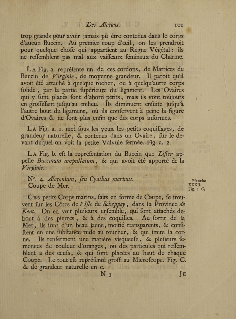 1Des Alcyons. ioi trop grands pour avoir jamais pû être contenus dans le corps d'aucun Buccin. Au premier coup d’œil, on les prendroit pour quelque chofe qui appartient au Règne Végétal : ils ne reffemblent pas mal aux vaiffeaux féminaux du Charme. La Fig. a. repréfente un de ces cordons, de Matrices de Buccin de Virginie, de moyenne grandeur. Il paroit qu’il avoit été attaché à quelque rocher, ou à quelqu’autre corps folide , par la partie fupérieure du ligament. Les Ovaires qui y font placés font d’abord petits, mais ils vont toujours en grofliffant jufqu’au milieu. Ils diminuent enfuite jufqu’à l’autre bout du ligament, où ils confervent à peine la figure d’Ovaires & ne font plus enfin que des corps informes. La Fig. a. i. met fous les yeux les petits coquillages, de grandeur naturelle, & contenus dans un Ovaire, fur le de¬ vant duquel on voit la petite Valvule fermée. Fig. a. 2. La Fig. b. eft la repréfentation du Buccin que Lifter ap¬ pelle Buccinum ampullatum, & qui avoit été apporté de la Virginie. N°. 4. Alcy onium, feu Cyathus marinus. Coupe de Mer. Ces petits Corps marins, faits en forme de Coupe, fe trou¬ vent fur les Côtes de rifle de Scheppey, dans la Province de Kent. On en voit plufieurs enfemble, qui font attachés de¬ bout à des pierres , & à des coquilles. Au fortir de la Mer, ils font d’un beau jaune, moitié transparents, & confi¬ dent en une fubftance rude au toucher, & qui imite la cor¬ ne. Ils renferment une matière visqueufe, & plufieurs fe- mences de couleur d’oranges, ou des particules qui reffem- blent a des œufs, & qui font placées au haut de chaque Coupe. Le tout eft repréfenté grofti au Microfcope. Fig. C. & de grandeur naturelle en c. N 3 Je / Planche XXXII. Fig. c. C.