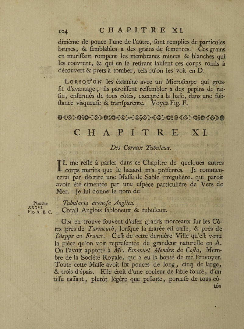 Planche XXXVI. Fig. A. B. 104 dixième de pouce l'une de l'autre, font remplies de particules brunes, & femblables a des grains de femences. Ces grains en muriflant rompent les membranes minces & blanches qui les couvrent, & qui en fe retirant laiffent ces corps ronds à découvert & prêts à tomber, tels qu'on les voit en D. Lorsqu’on les éxamine avec un Microfcope qui gros- fit d'avantage, ils paroiflent relfembler a des pépins de rai- fin, enfermés de tous côtés, excepté à la bafe, dans une fub- ftance visqueufe & tranfparente. Voyez Fig. F. CHAPITRE XI. Des Coraux Tubuleux. IL me refte à parler dans ce Chapitre de quelques autres corps marins que le hazard m’a préfentés. Je commen¬ cerai par décrire une MalTe de Sable irreguliére, qui paroit avoir été cimentée par une efpéce particulière de Vers de Mer. Je lui donne le nom de * • * ^ * • Tubularia arenofa Anglic a. Corail Anglois fabloneux & tubuleux. On en trouve fouvent d’alfez grands morceaux fur les Cô¬ tes près de Tarmouth, lorfque la marée eft baffe, & près de Dieppe en France. C'eft de cette dernière Ville quefl venu la pièce qu'on voit reprefentée de grandeur naturelle en A. On l’avoit apporté à Mr. Emanuel Mendez da Cojla, Mem¬ bre de la Société Royale, qui a eu la bonté de me l’envoyer. Toute cette Maffe avoit fix pouces de long, cinq de large, & trois d’épais. Elle étoit d’une couleur de fable foncé, d’un tiffu caffant, plutôt légère que pefante, poreufe de tous cô¬ tés