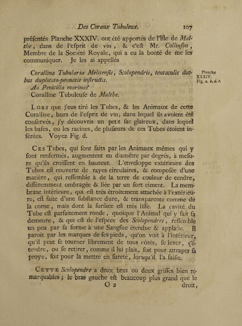 107 préfentés Planche XXXIV. ont été apportés de l’Ifle de Mal* the, dans de l’efprit de vin , & c’eft Mr. Collinfon, Membre de la Société Royale, qui a eu la bonté de me les communiquer. Je les ai appellés Corallina Tubularia Melitenfisy Scolopendris, tentaculis duo bus duplicato-pennatis inflruCîis. An Penicilla marina? Coralline Tubuleufe de Mal the. Lors que j’eus tiré les Tubes, & les Animaux de cette Coralline, hors de refprit de vin, dans lequel ils avoient été confervés, j’y découvris un petit fac glaireux, dans lequel les bafes, ou les racines, de plufteurs de ces Tubes étoient in¬ férées. Voyez Fig. d. Ces Tubes, qui font faits parles Animaux mêmes qui y font renfermés, augmentent en diamètre par degrés, à mefu- re qu’ils croilfent en hauteur. L’enveloppe extérieure des Tubes eft couverte de rayes circulaires, & compofée d’une matière, qui reffemble à de la terre de couleur de cendre, différemment ombragée & liée par un fort ciment. La mem¬ brane intérieure, qui eft très étroitement attachée à l’extérieu¬ re, eft faite d’une fubftance dure, & transparente comme de la corne , mais dont la furface eft très lifte. La cavité du Tube eft parfaitement ronde, quoique l’Animal qui y fait fa demeure, & qui eft de l’efpèce des Scolopendres, reffemble un peu par fa forme à une Sangfue étendue & applarie. Il paroit par les marques de fes pieds, qu’on voit à l’intérieur, qu’il peut fe tourner librement de tous côtés, fe lever, s’é- tendre, ou fe retirer, comme il lui plait, foit pour attraper là proye, foit pour la mettre en fureté, lorsqu’il l’a faifie. Cette Scolopendre a deux bras ou deux griffes bien re¬ marquables le bras gauche eft beaucoup plus grand que le O 2 droit, Planche XXXIV. Fig. a. b. d. e.