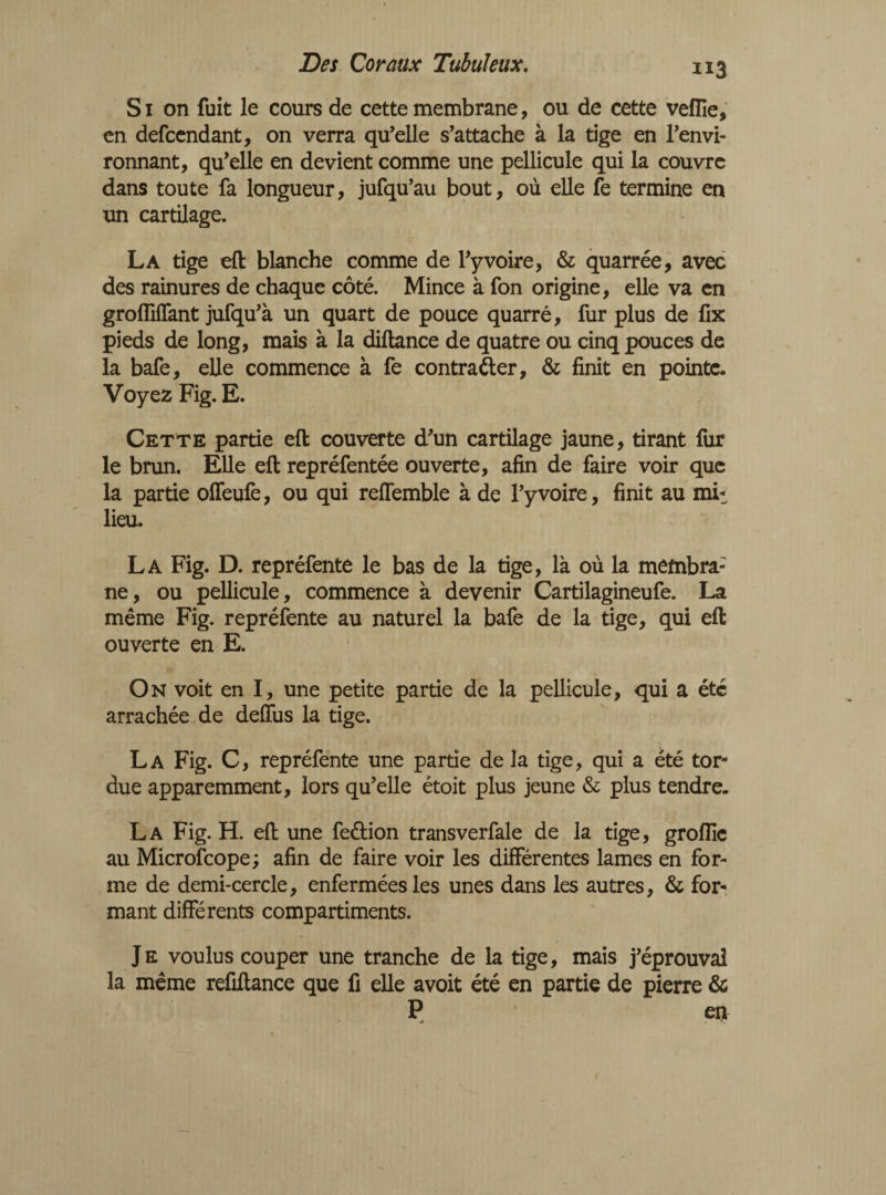 Si on fuit le cours de cette membrane, ou de cette veflîe, en defcendant, on verra qu'elle s'attache à la tige en l'envi¬ ronnant, qu'elle en devient comme une pellicule qui la couvre dans toute fa longueur, jufqu'au bout, où elle fe termine en un cartilage. La tige eft blanche comme de l'y voire, & quarrée, avec des rainures de chaque côté. Mince à fon origine, elle va en grofliffant jufqu'à un quart de pouce quarré, fur plus de fix pieds de long, mais à la diftance de quatre ou cinq pouces de la bafe, elle commence à fe contracter, & finit en pointe. Voyez Fig. E. Cette partie eft couverte d'un cartilage jaune, tirant fur le brun. Elle eft repréfentée ouverte, afin de faire voir que la partie offeufe, ou qui reffemble à de l'y voire, finit au mi¬ lieu. La Fig. D. repréfente le bas de la tige, là où la membra- ne, ou pellicule, commence à devenir Cartilagineufe. La même Fig. repréfente au naturel la bafe de la tige, qui eft ouverte en E. On voit en I, une petite partie de la pellicule, qui a été arrachée de deffus la tige. La Fig. C, repréfente une partie de la tige, qui a été tor¬ due apparemment, lors qu’elle étoit plus jeune & plus tendre. La Fig. H. eft une fe&ion transverfale de la tige, groflie au Microfcope; afin de faire voir les différentes lames en for¬ me de demi-cercle, enfermées les unes dans les autres, & for¬ mant différents compartiments. Je voulus couper une tranche de la tige, mais j'éprouvai la même refiftance que fi elle avoit été en partie de pierre & P en ■J - zJ f