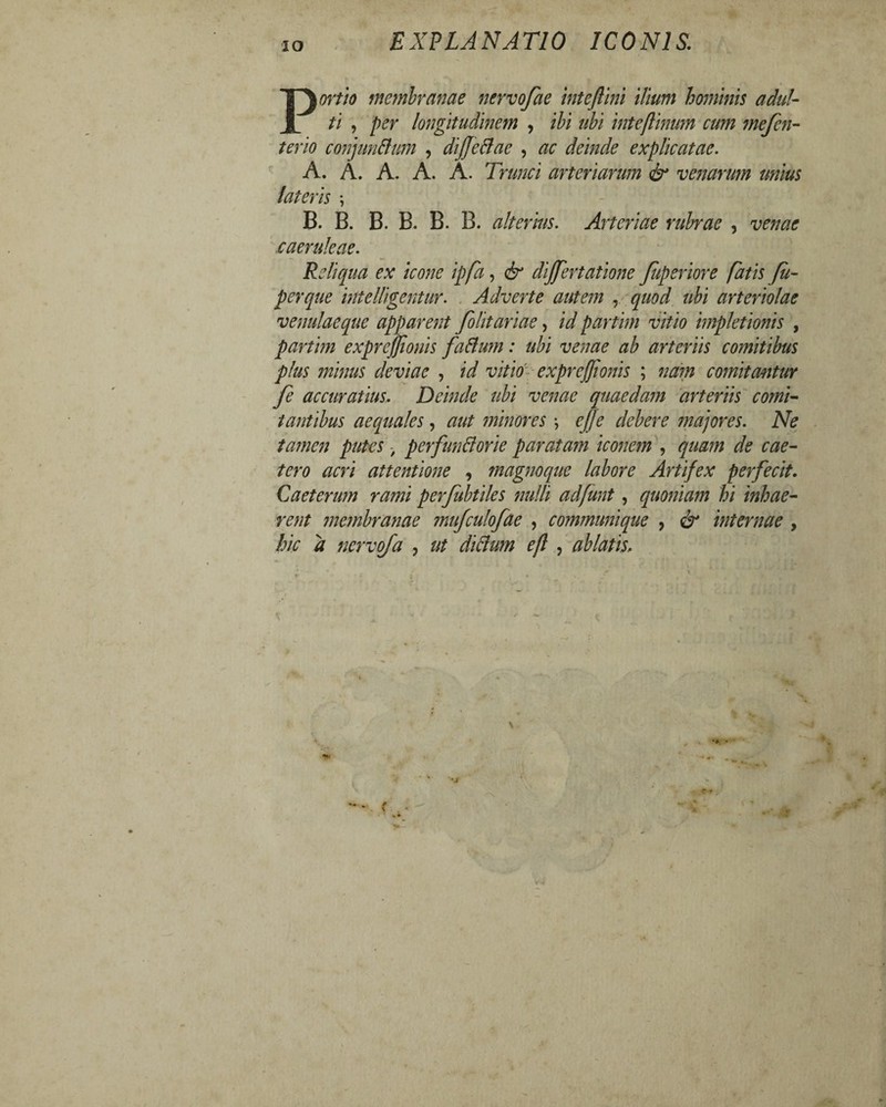 IO EXPLANATIO ICONIS. Portio membranae nervofae inteftini ilium hominis adul¬ ti , per longitudinem , ibi ubi inteflinum cum mefen- terio conjunttum , diffeBae , ac deinde explicatae. A. A. A. A. A. Trunci arteriarum & venarum unius lateris ; B. B. B. B. B. B. alterius. Arteriae rubrae , venae caeruleae. Reliqua ex icone ipfa, <$ dijjertatione Juperiore fatis ju- perque intelligentur. Adverte autem , arteriolae venulaeque apparent folitariae, /W partim vitio impletionis , partim expreffionis faBum: ubi venae ab arteriis comitibus plus minus deviae , expreffionis ; comitantur fe accuratius. Deinde ubi venae quaedam arteriis comi¬ tantibus aequales, aut minores \ ejfe debere majores. Ne tamen putes , perfunBorie paratam iconem , quam de cae- tero acri attentione , magnoque labore Artifex perfecit. Caeterum rami perjubtiles nulli adfunt, quoniam hi inhae¬ rent membranae mujculofae , communique , internae , hic 2? nervoja , *y? , ablatis.