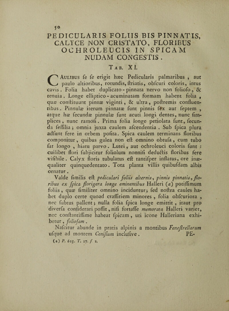 5° PEDICULARIS FOLIIS BIS PINNATIS, CALYCE NON CRISTATO, FLORIBUS OCHROLEUCIS IN SPICAM NUDAM CONGESTIS . Tab. XI. CAulibus fe fe erigit haec Pedicularis palmaribus , aut paulo altioribus, rotundis, ftriatis, obfcuri coloris, inrus cavis . Folia habet duplicato - pinnata nervo non foliofo , & tenuia. Longe elliptico - acuminatam formam habent folia , quae conftituunt pinnae viginti , & ultra , poftremis confluen¬ tibus . Pinnulae iterum pinnatae funt pinnis fex aut feptem , atque hae fecundae pinnulae funt acuti longi dentes, nunc lim- plices , nunc ramofi . Prima folia longe petiolata funt, fecun¬ da feflilia ; omnia juxta caulem afcendentia , Sub fpica plura adfunt fere in orbem polita. Spica caulem terminans floribus componitur, quibus galea non eft omnino obtufa , cum tubo fat longo , hiatu parvo . Lutei, aut ochroleuci coloris funt : cuilibet flori fubjicitur foliolum nonnili deduflis floribus fere vilibile . Calyx floris tubulatus efl: tantifper inflatus, ore inae¬ qualiter quinquedentato. Tota planta villis quibufdam albis ornatur. Valde limilis efl: pediculari foliis alternis, pinnis pinnatis, flo¬ ribus ex fpica florigera longe eminentibus Halleri (a) potiflimum foliis, quae limiliter omnino inciduntur; fed noftra caules ha¬ bet duplo certe quoad craflitiem minores , folia obfcuriora , nec fubtus pallent; nulla folia fpica longe emittit , itaut pro diverfa conliderari poflit, nili fortafle memorata Halleri variet, nec conflantiflime habeat fpicam , uti icone Halleriana exhi¬ betur , foliofam . Nafcitur abunde in pratis alpinis a montibus Feneflrellarum ufque ad montem Ceniflum inclulive . PE^