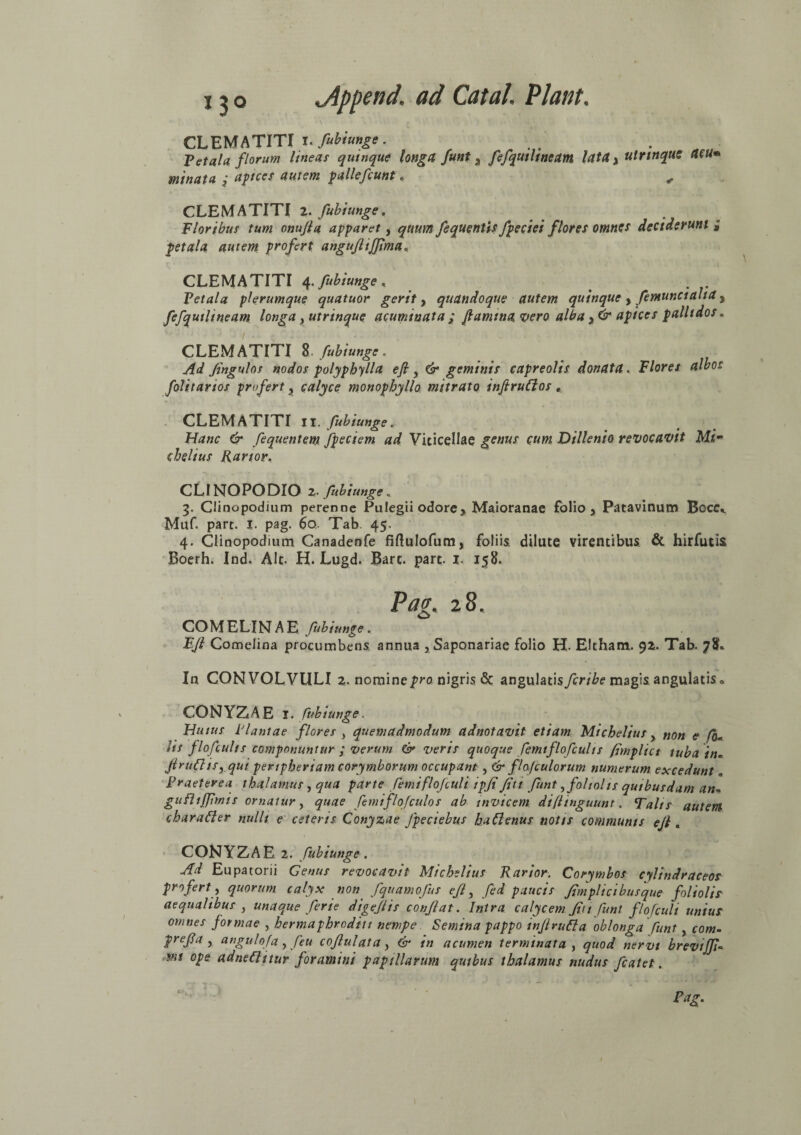 CLEMATITI i. fubiunge. Petala florum lineas quinque longa funt s fefqutlineam lata y ulrinque (UU* minata ; aptces autem pallefcunt. , CLEMATITI z. fubiunge. Floribus tum onujla apparet, quum fequentis/pectet flores omnes dectderunt » petala autem profert anguftifpma. CLEMATITI 4. fubiunge , . Vetala plerumque quatuor gerit , quandoque autem quinque y femunctaha, fefqutlineam longa} utrinque acumtnata ; flamina vero alba y& apices pallidos„ CLEMATITI fubiunge. Ad jingulos nodos polypbylla efi y & geminis capreolis donata . Flores albos folitarios profert 3 calyce monopbyllo mitrato infiruCtos. CLEMATITI II. fubiunge* 6* fequentem fpeciem ad Viticellae cum Dillenio revocavit Mi¬ chelius Fartor. CLINOPODIO 2- fubiunge« 3. Clinopodium perenne Pulegii odore, Maioranae folio y Patavinum Bocc*. Muf. part. I. pag. 60. Tab. 45. 4. Clinopodium Canadenfe fiftulofum, foliis dilute virentibus & hirfutis Boerh. Ind. Alt. H. Lugd. Bart. part. 1. 158. Pag. 28. COM ELIN A E fubiunge . FJl Comelina procumbens annua } Saponariae folio H- EJtham. 92. Tab. 78. In CONVOLVULI 2. nomine jpro nigris & angulatisyir/^e magis angulatis 0 CONYZAE I. fubiunge. Huius Plantae flores , quemadmodum adnotavit etiam Michelius, non e /0* Iis flofcults componuntur ; verum & veris quoque femtflofculis (implict tuba 'tn« jirufltSy qui penpberiam corymborum occupant, & flo/culorum numerum excedunt „ Praeterea thalamus, qua parte femiflojculi tpji fjti funt,foliolis quibusdam an- gufUJJimis ornatur, quae femiflofculos ab invicem di (Unguunt. Talis autem charaffer nulli e ceteris Conyzae Jpeciebus haCtenus notis communis ejl. CONYZAE 2. fubiunge. Ad Eupatorii Genus revocavit Michelius Farior. Corymbos cylindraceos profert, quorum calyx non fquamofus efl 3 fed paucis fimph cibus que foliolis aequalibus , unaque ferte digejtis conflat. Intra calycem Jit 1 funt flofcult unius omnes formae , hermaphroditi nempe Semina pappo inflrufla oblonga funt, com- prefla , angulofa, feu coflulata, & in acumen terminata , quod nervt hrevijji* mt ope. adneflttur foramini papillarum qutbus thalamus nudus fcatet.